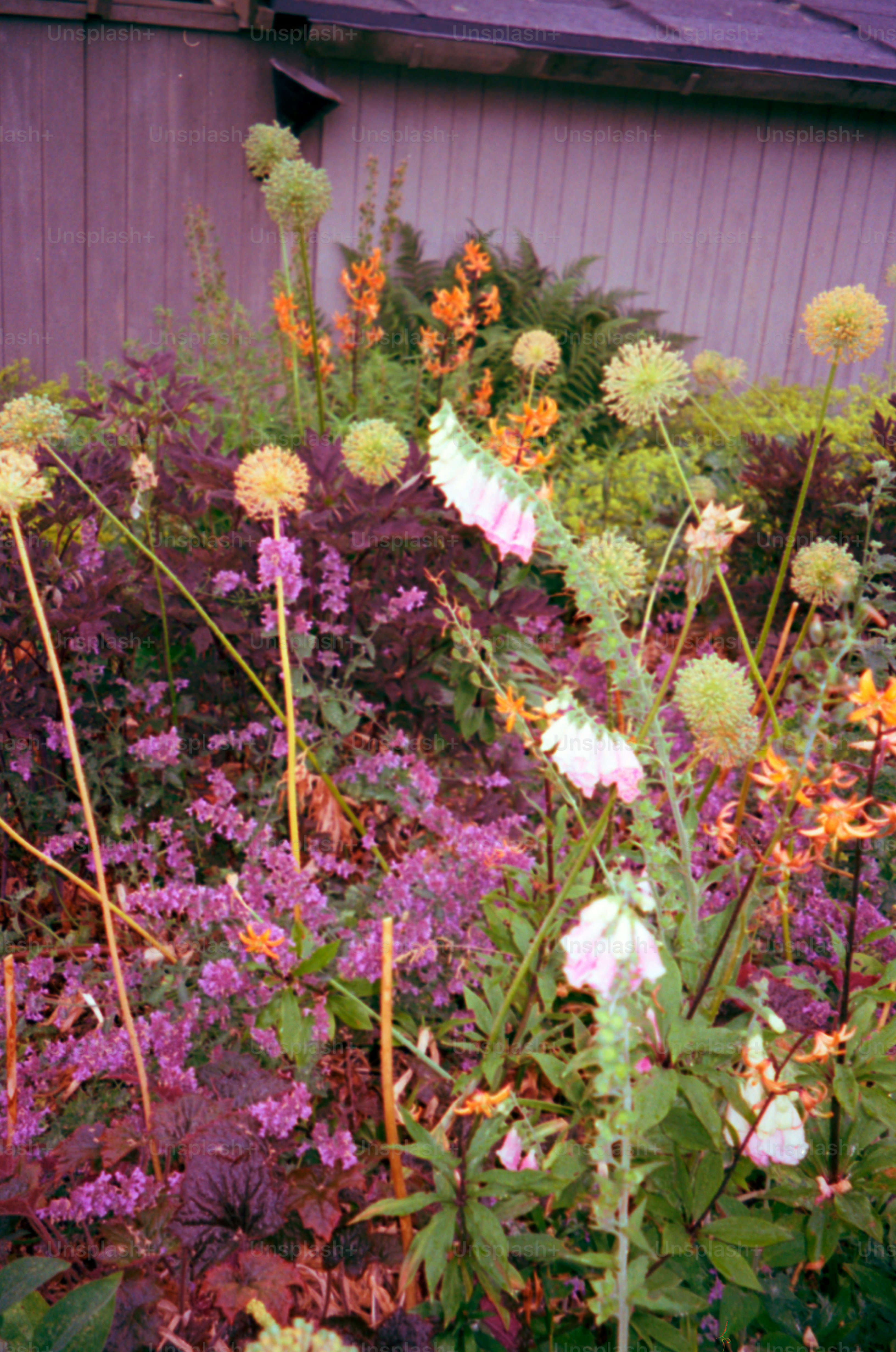 Des fleurs de différentes couleurs fleurissent dans un jardin.