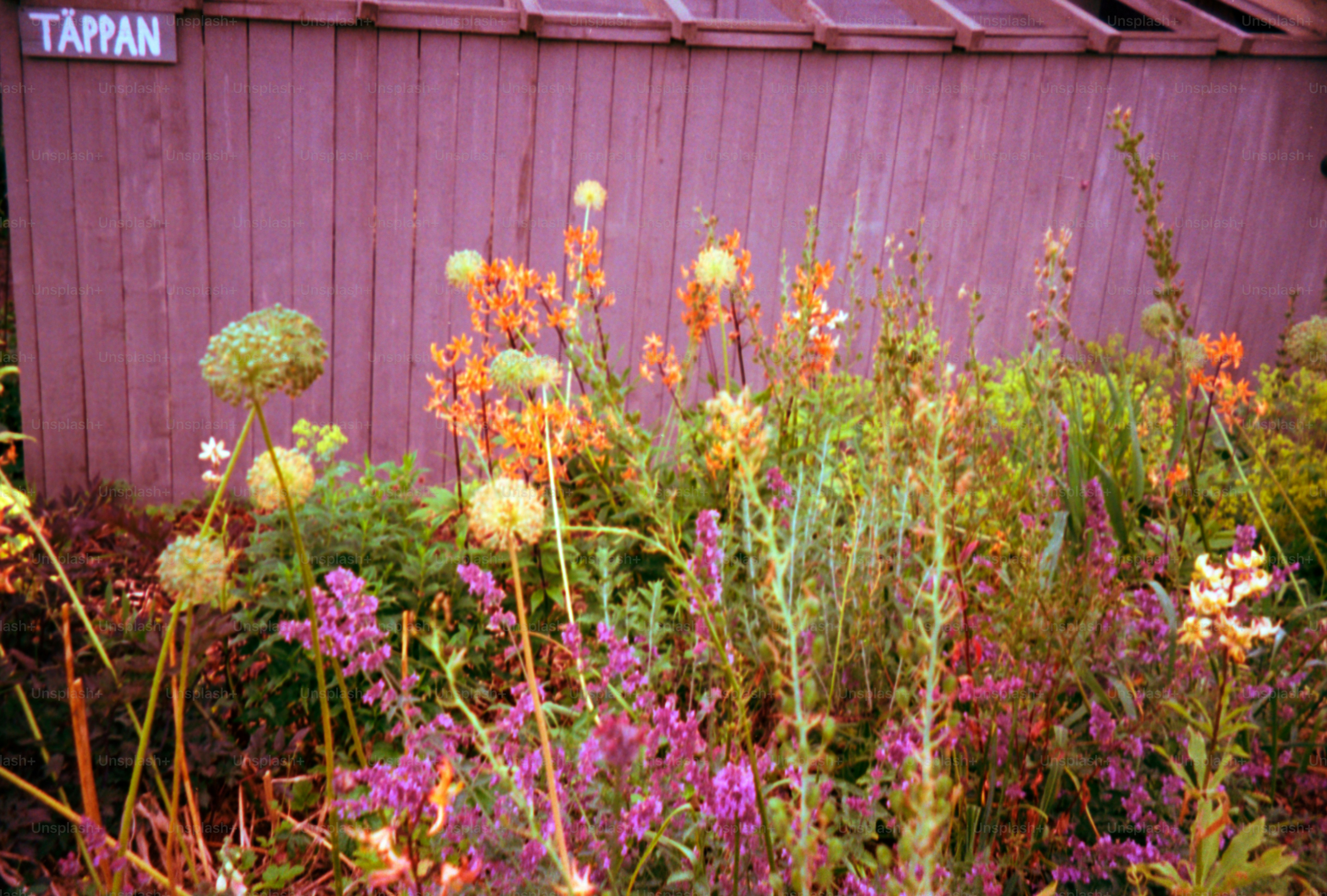 A colorful flower garden stands before a wooden shed.
