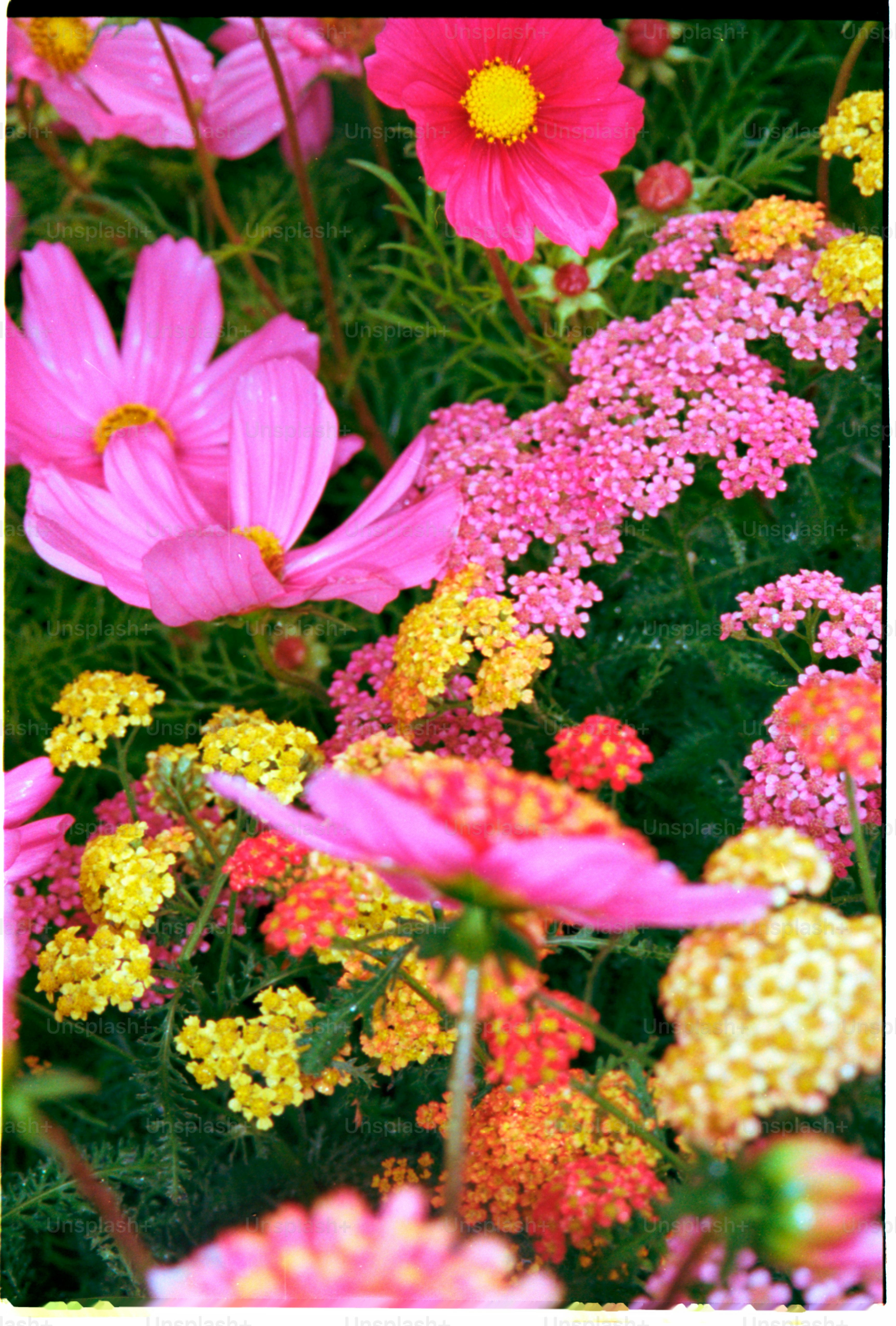 Pink, yellow, and orange flowers blooming in a garden.