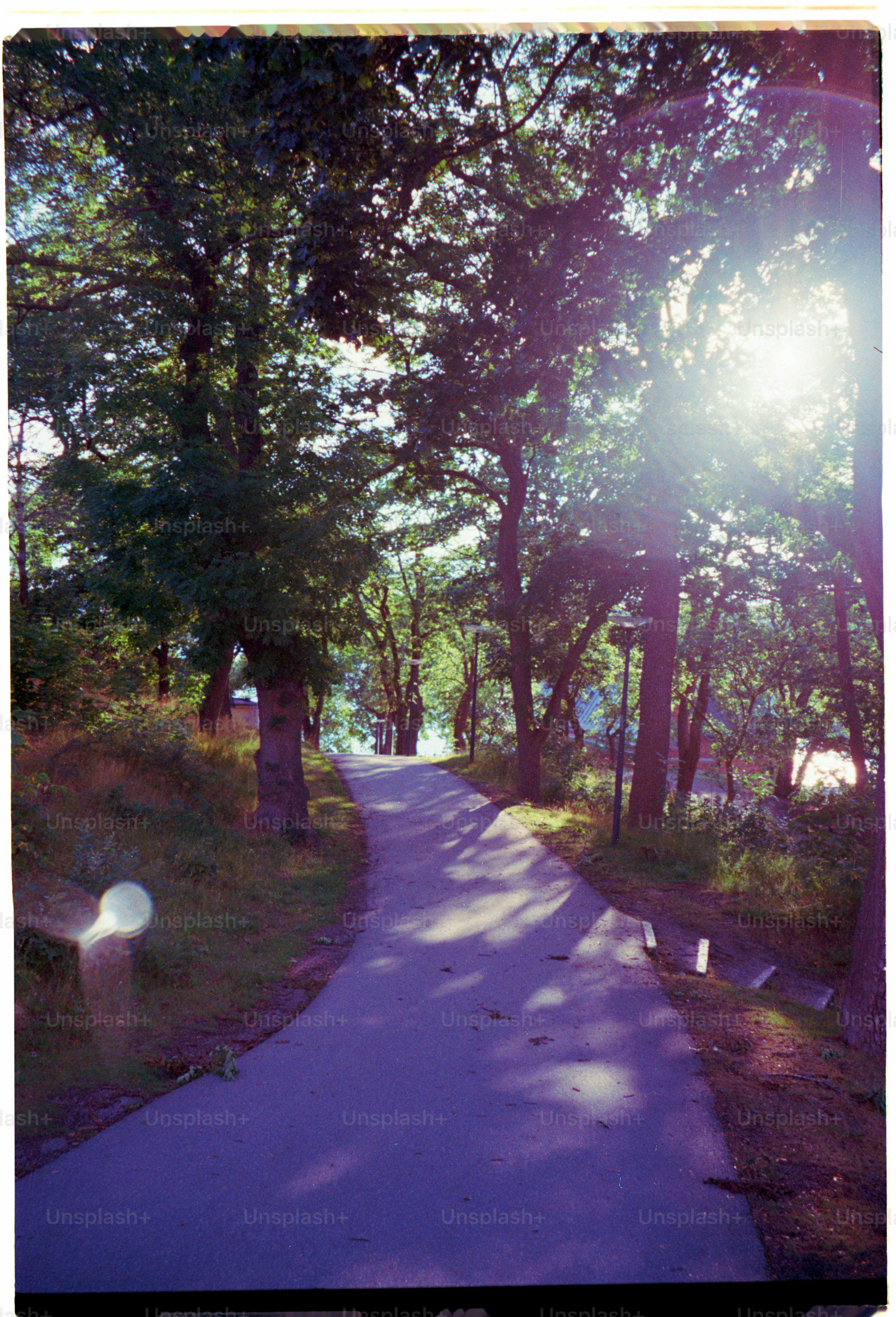 Ein verschlungener Pfad führt durch einen sonnenbeschienenen Wald.