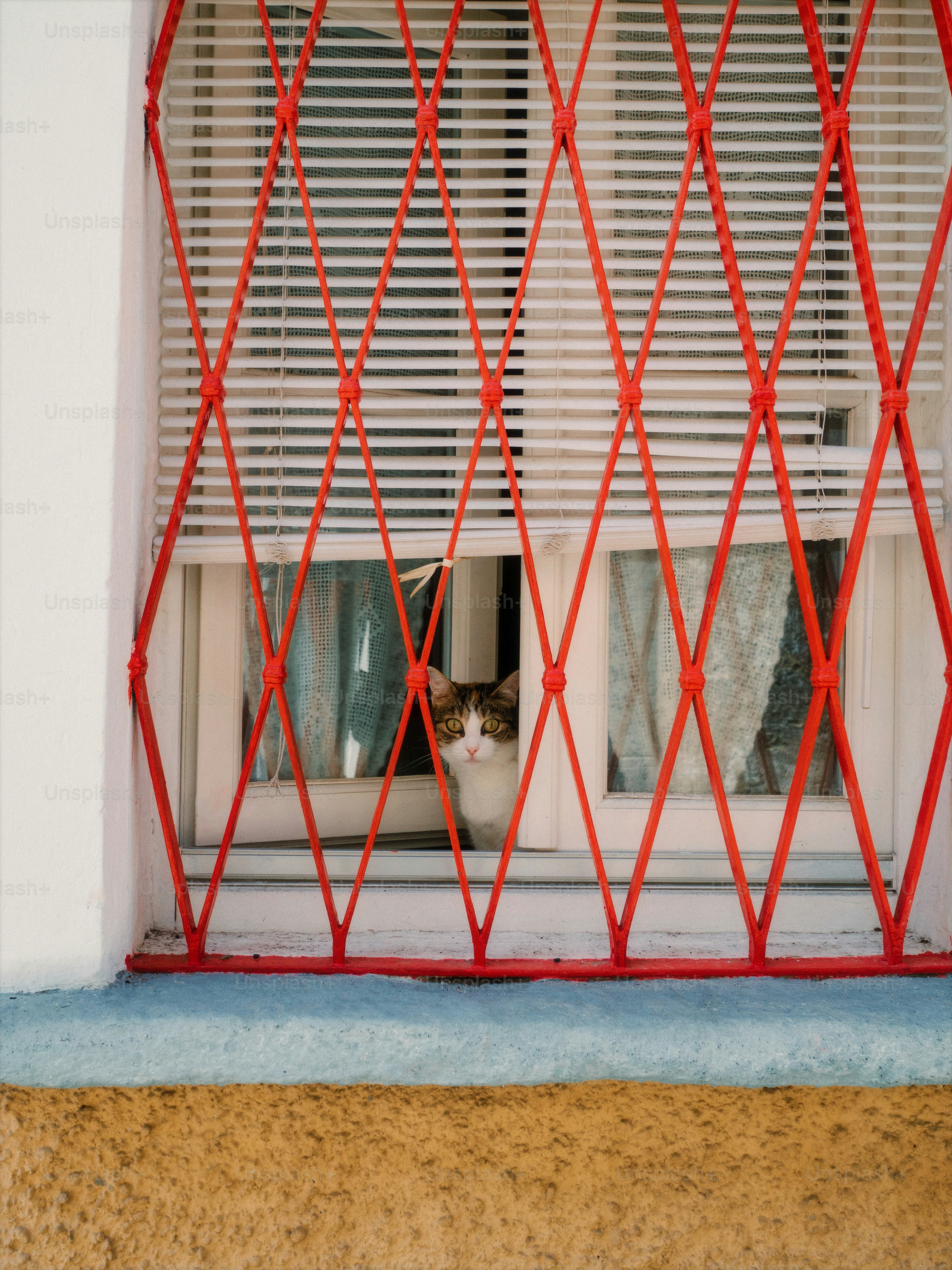 A cat peeks through a window's red grid.