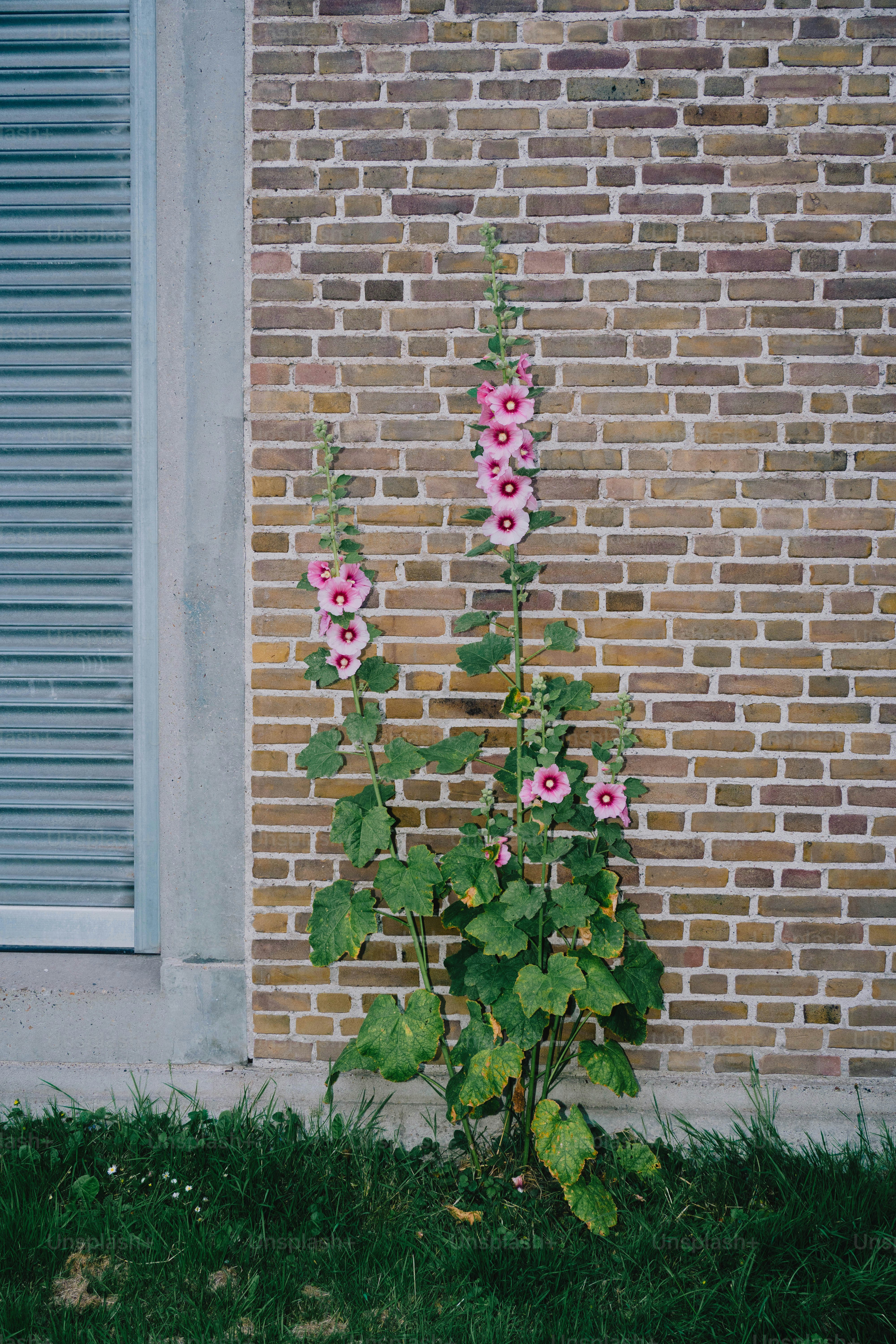 Pink hollyhocks bloom against a brick wall.