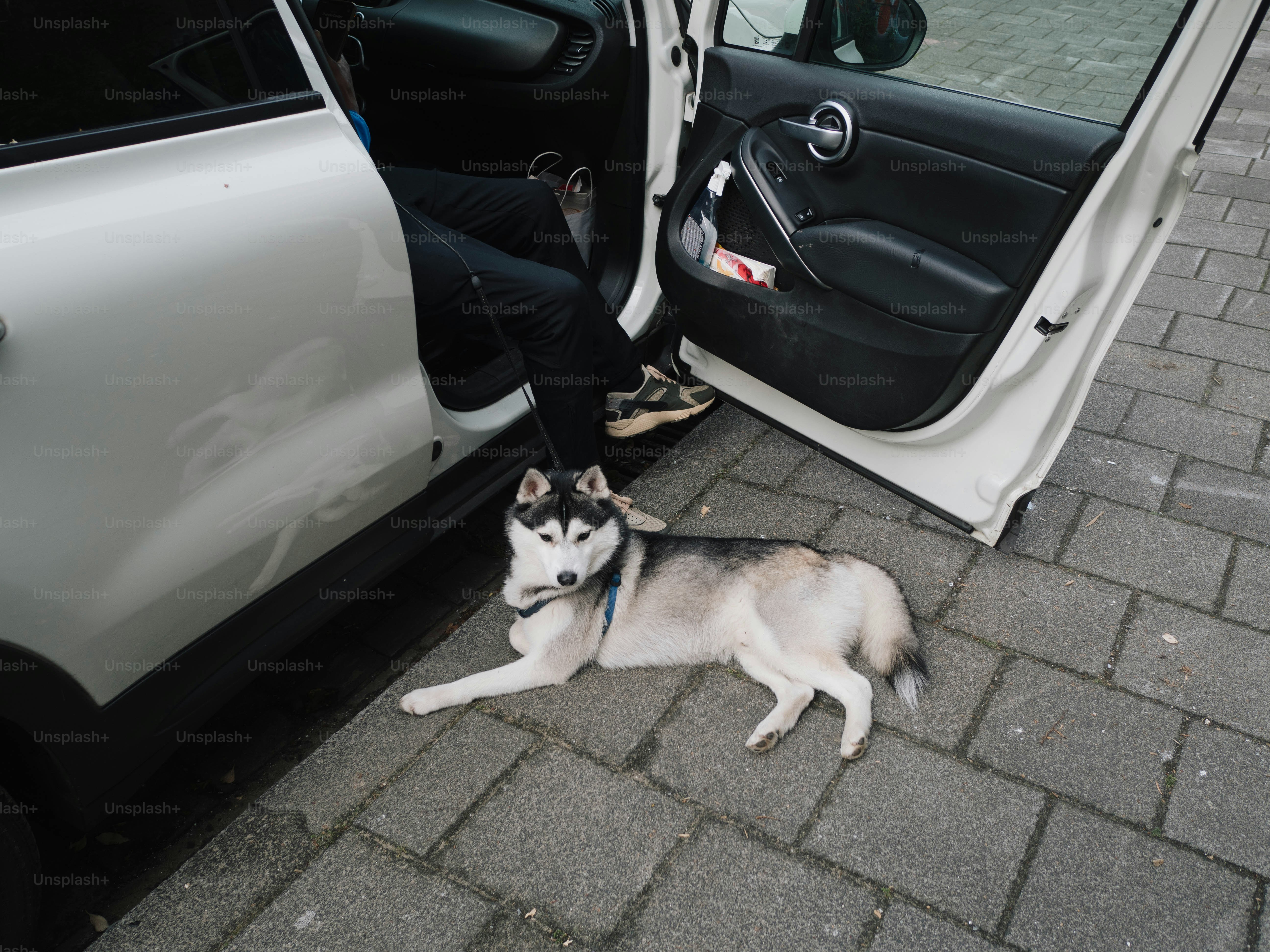 A husky waits by the car door.