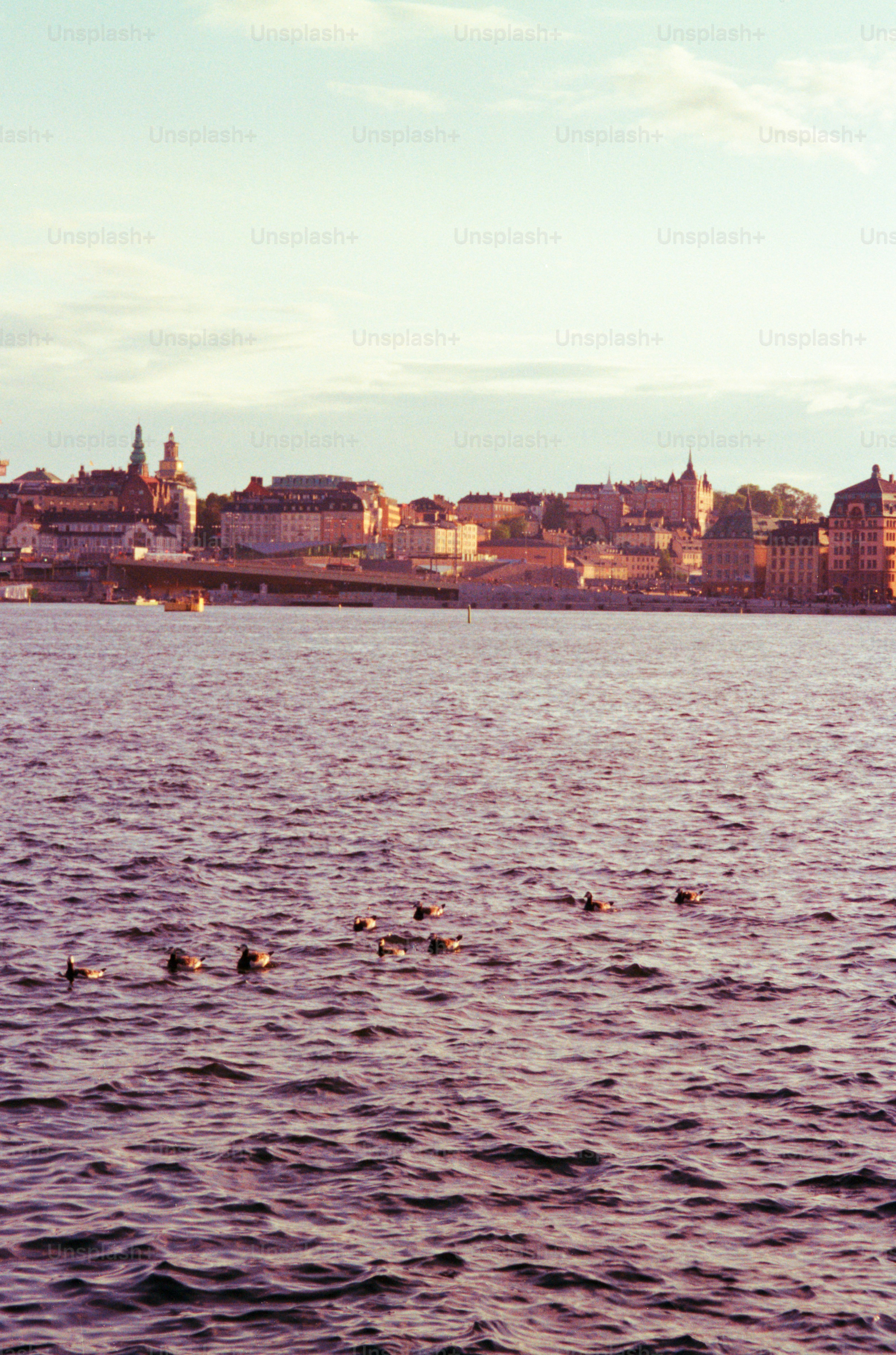 Los patos nadan frente al horizonte de una ciudad.