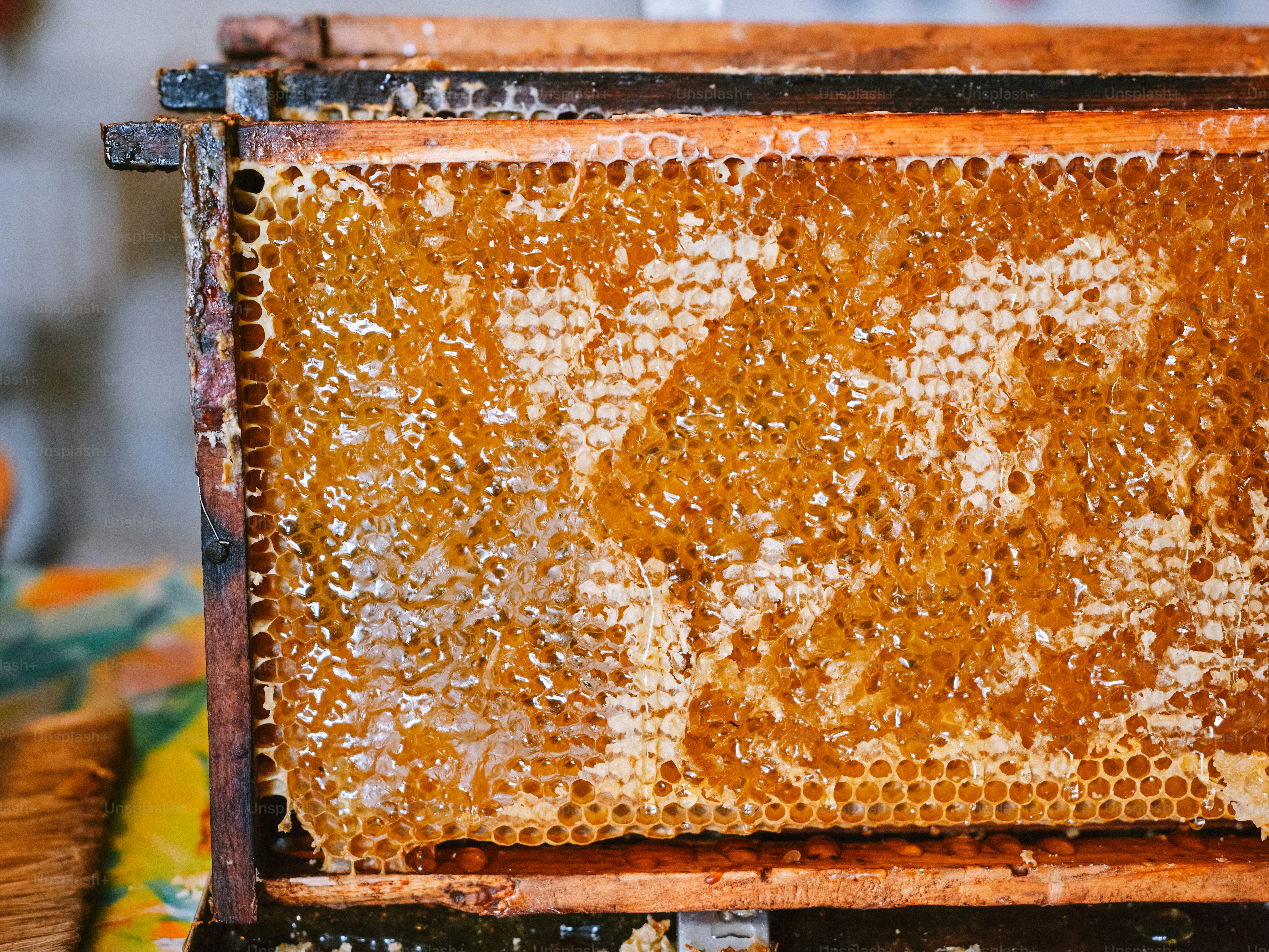 premium_photo-1753866919717-39379e689744?ixid=M3wxMjA3fDB8MXxzZWFyY2h8NXx8JUQwJTlDJUQwJUI1JUQwJUI0JTIwJUQxJTgxJTIwJUQwJUIxJUQwJUI1JUQwJUJCJUQwJUI4JTIwJUQxJTgyJUQxJTgwJUQxJThFJUQxJTg0JUQwJUI1JUQwJUJCJUQwJUI4LTEyMCVEMCVCMyVEMSU4MHxlbnwwfHx8fDE3NjY0MTcwNDZ8MA\u0026ixlib=rb-4.1.0