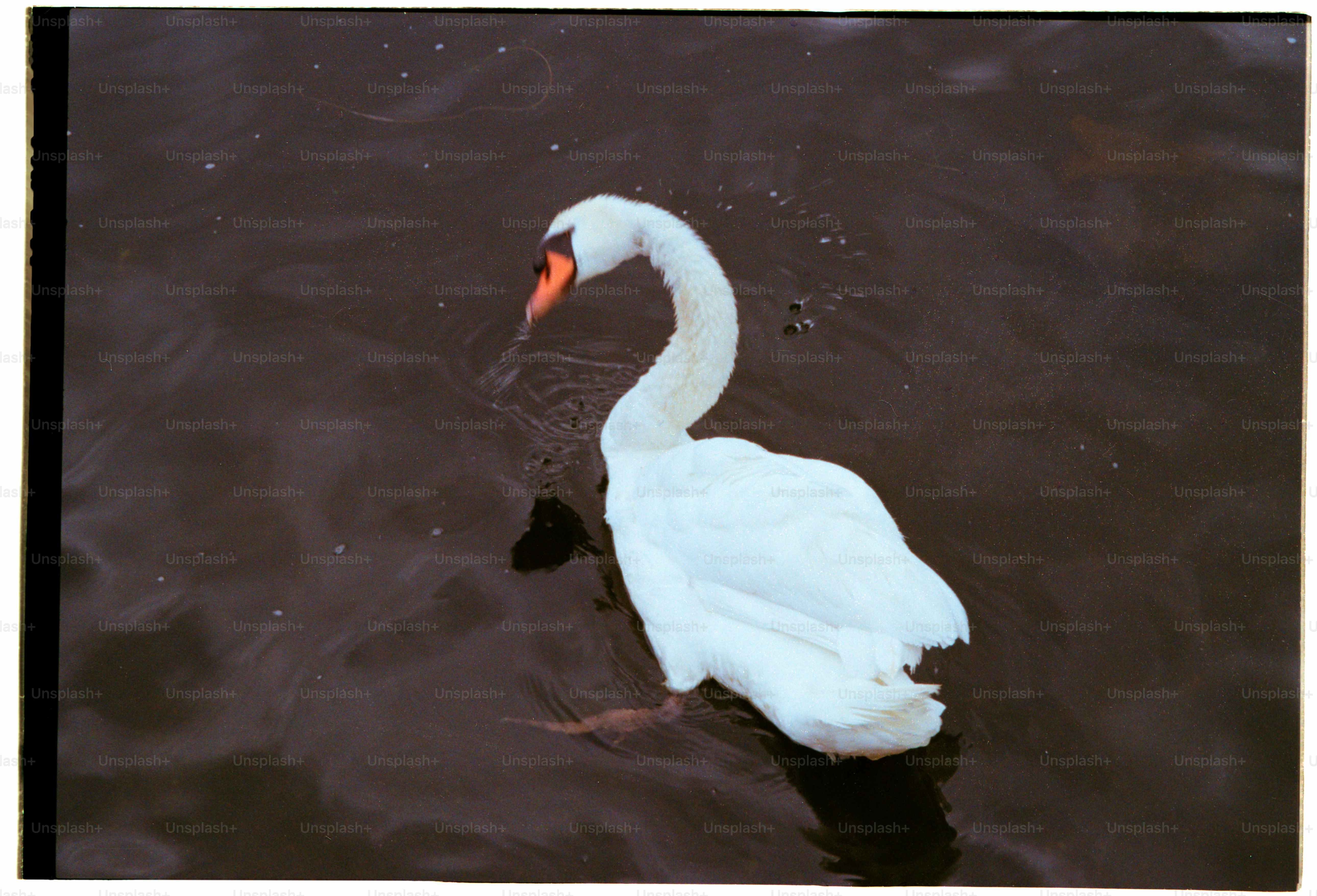 A white swan glides gracefully on the water.
