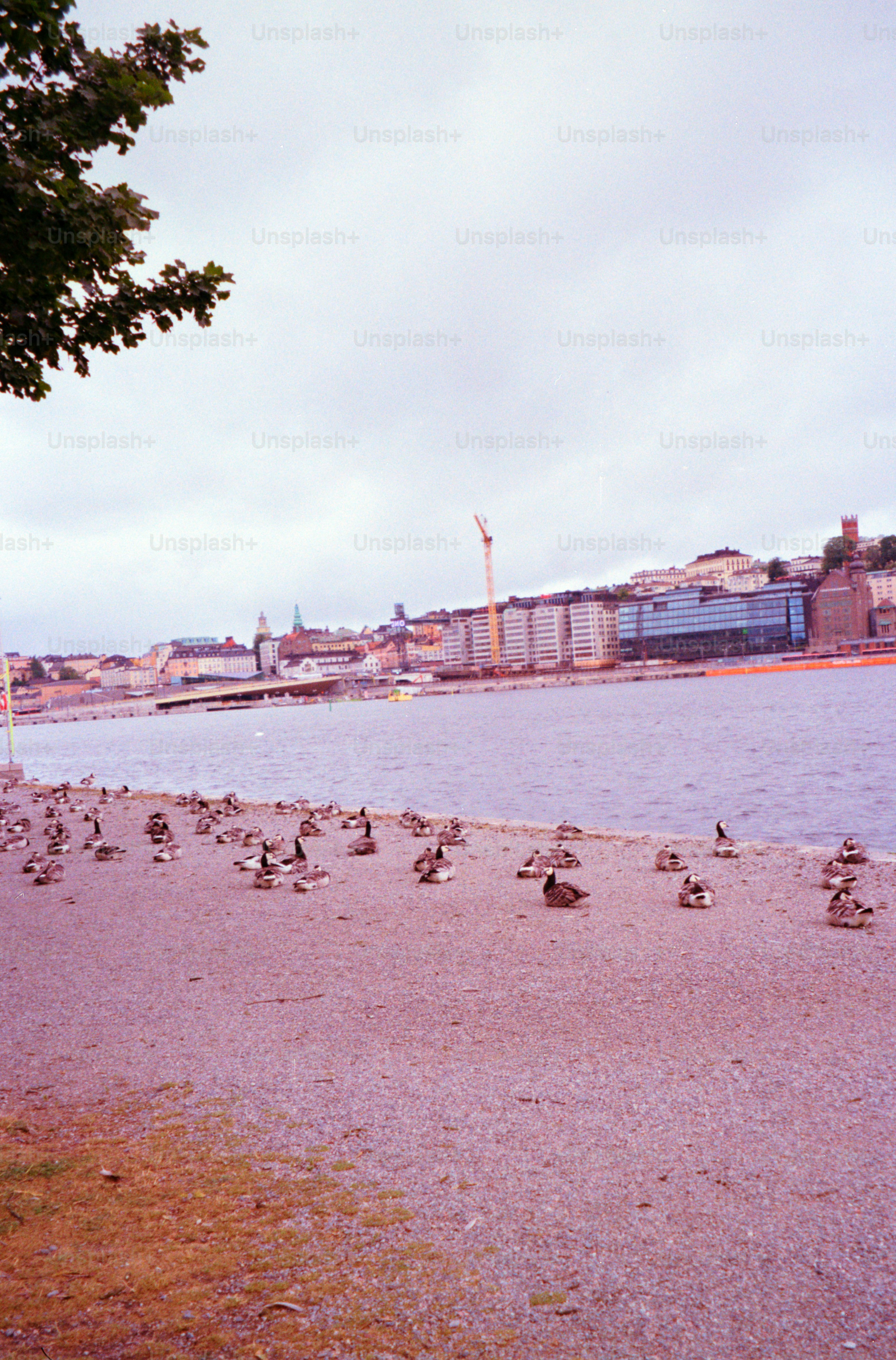 Ducks relax by the water with buildings in the background.