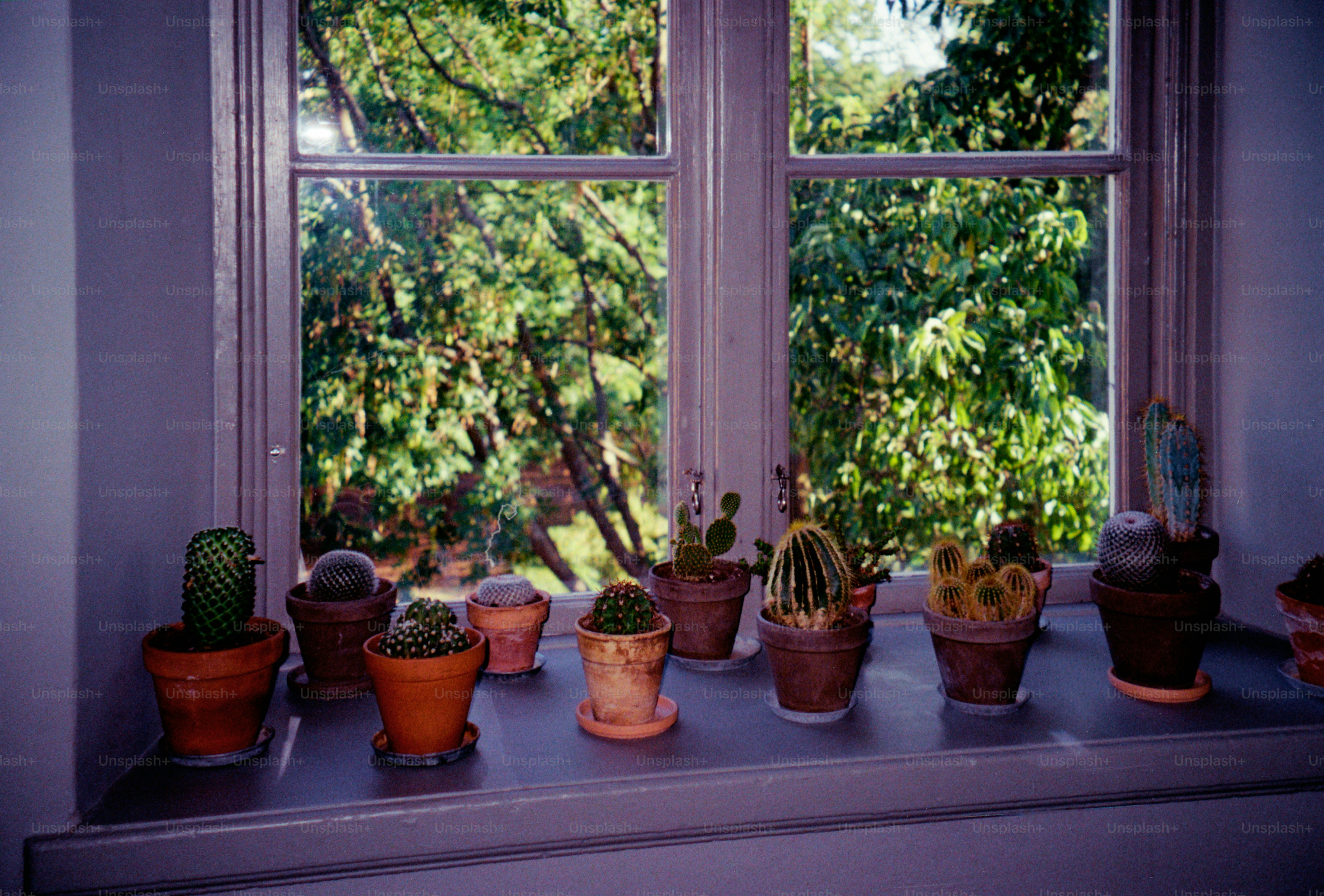 Colorful succulents on a bright windowsill adding indoor design color
