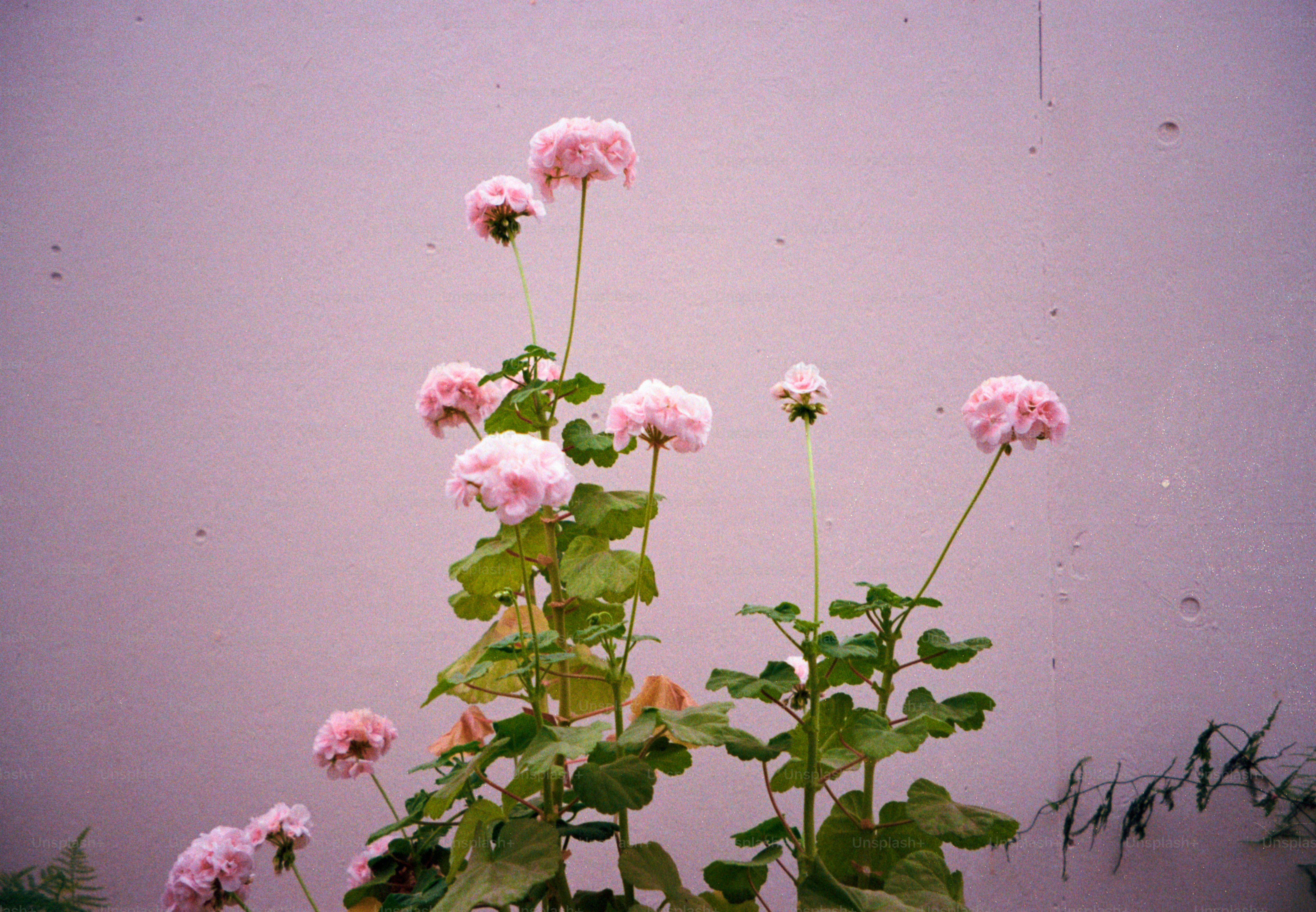Pink flowers bloom against a pale, neutral wall.