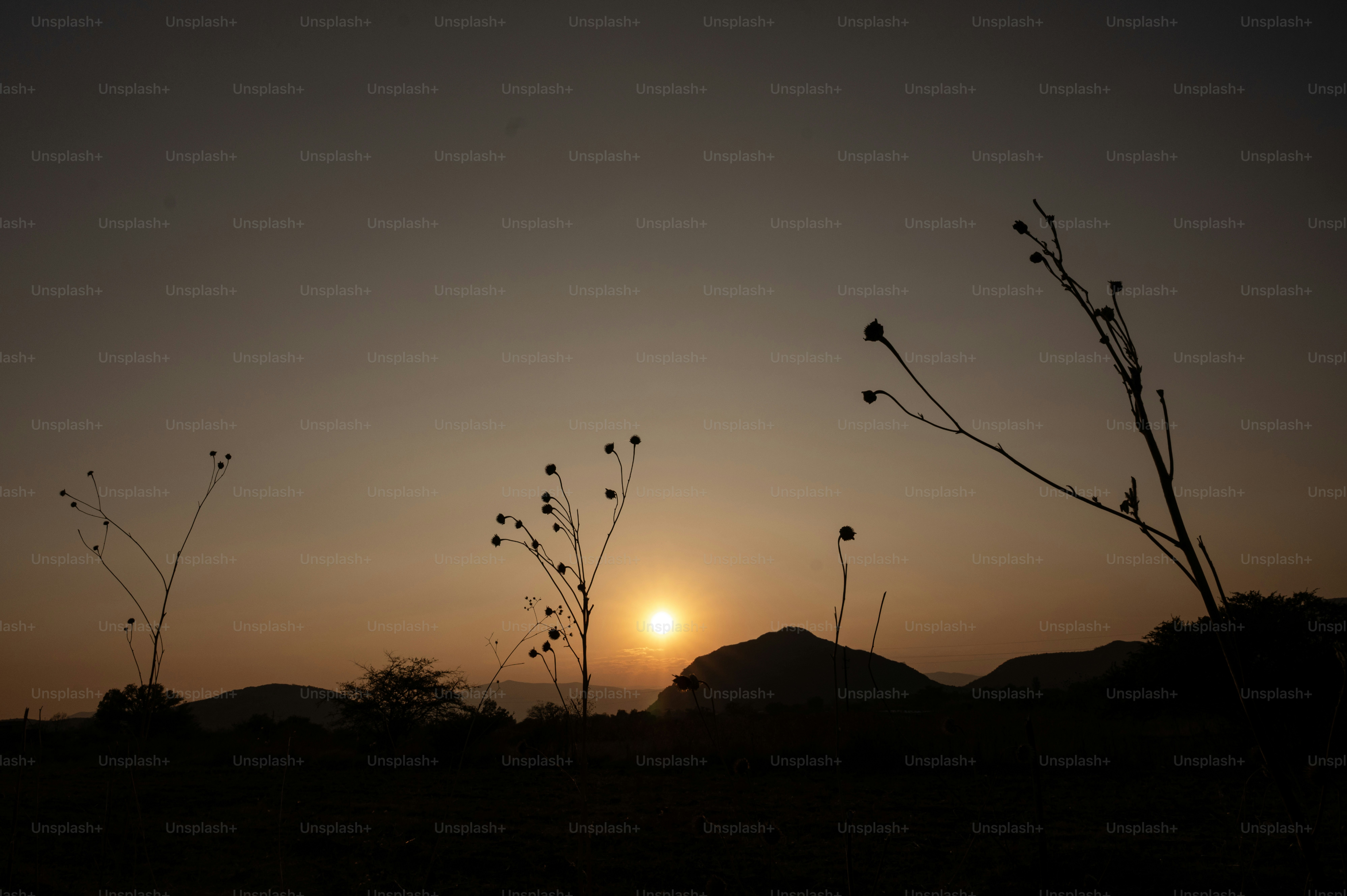 夕焼けを背景にした植物のシルエット。