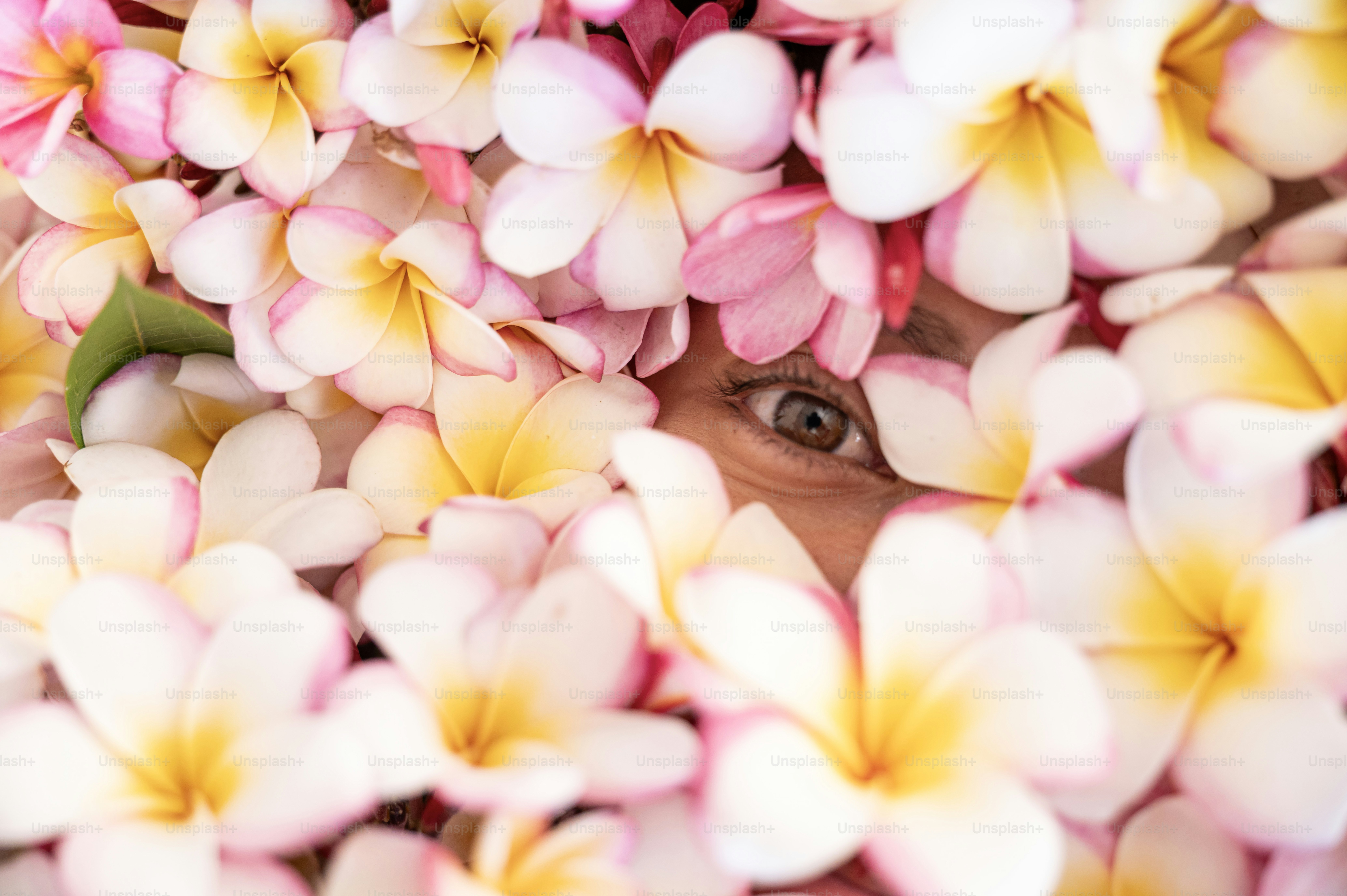 花畑から覗く目。