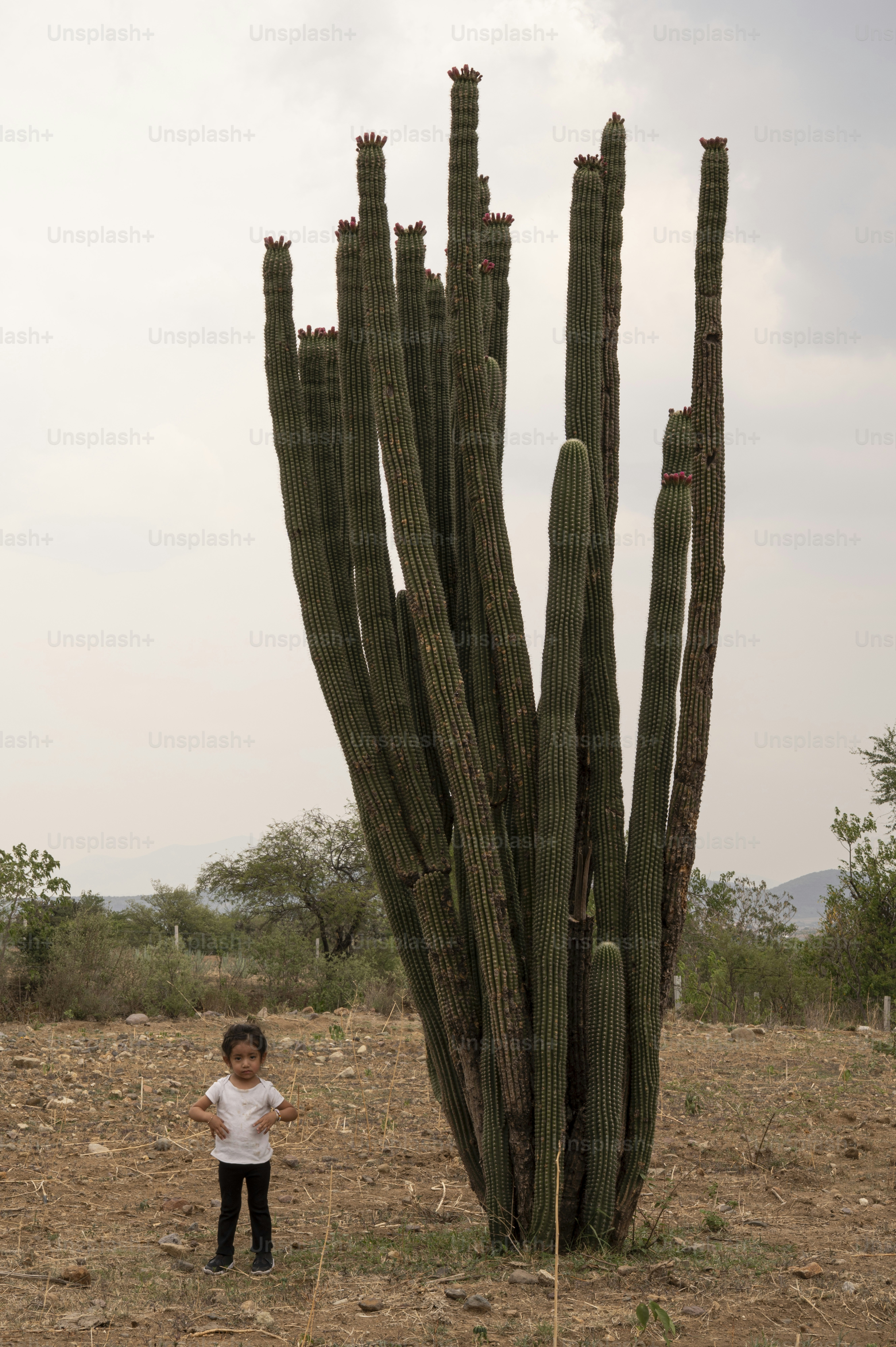 Un niño posa cerca de un cactus gigantesco.