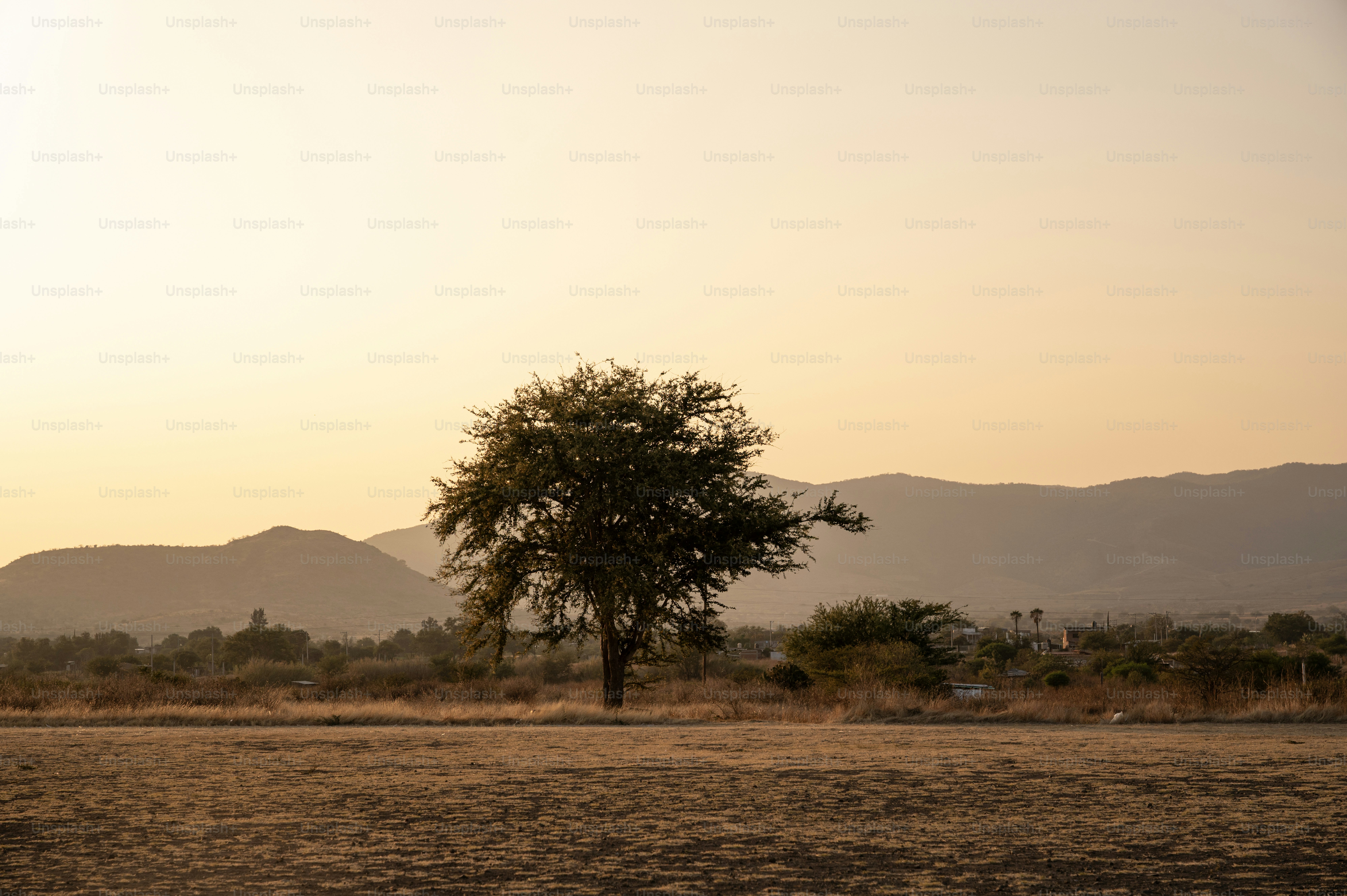 金色の風景の中に木が一本だけ立っています。