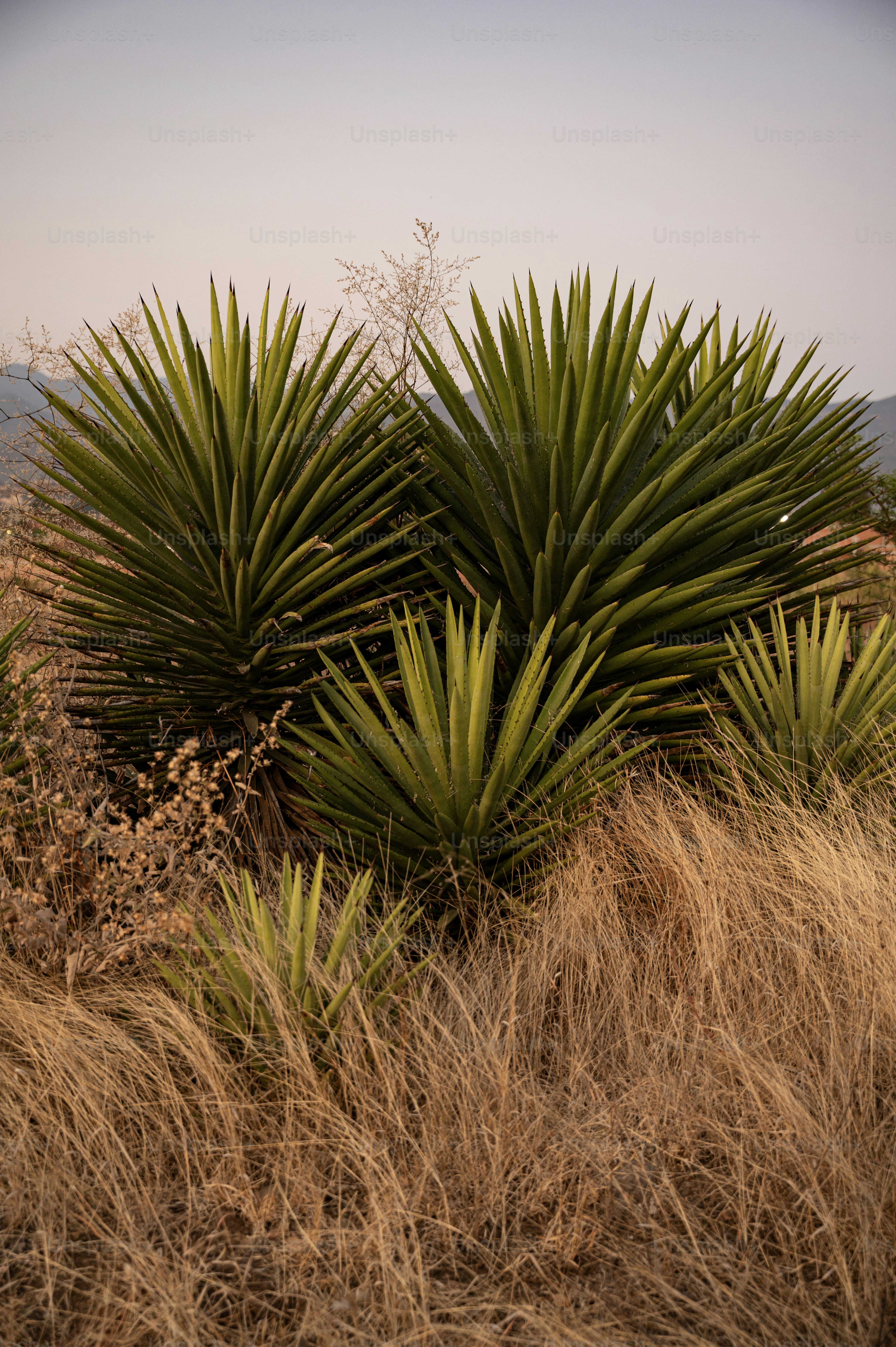 ユッカの植物は、乾いた草に対して際立っています。