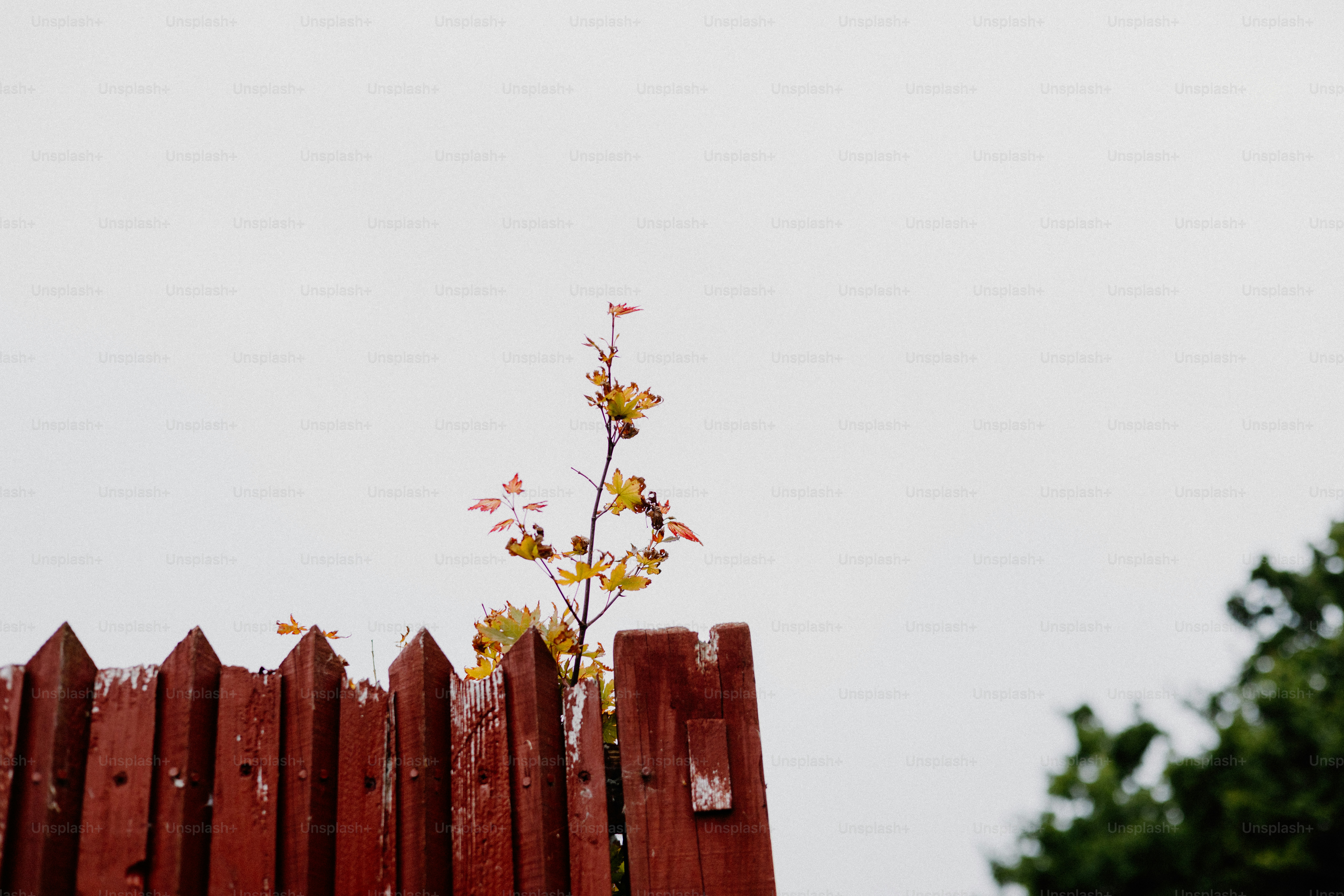 A small tree grows through a weathered fence.
