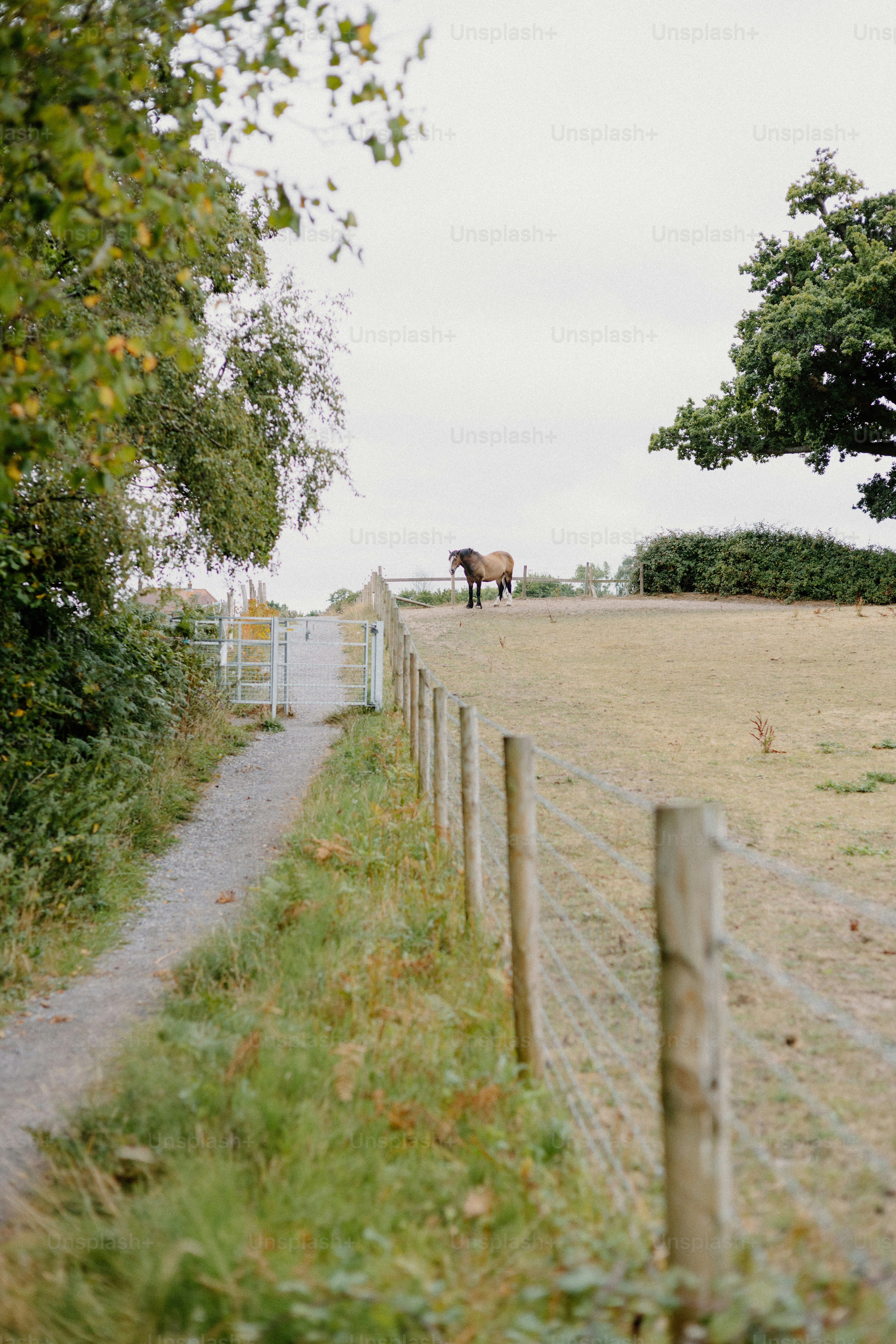 A horse stands on a grassy hill.