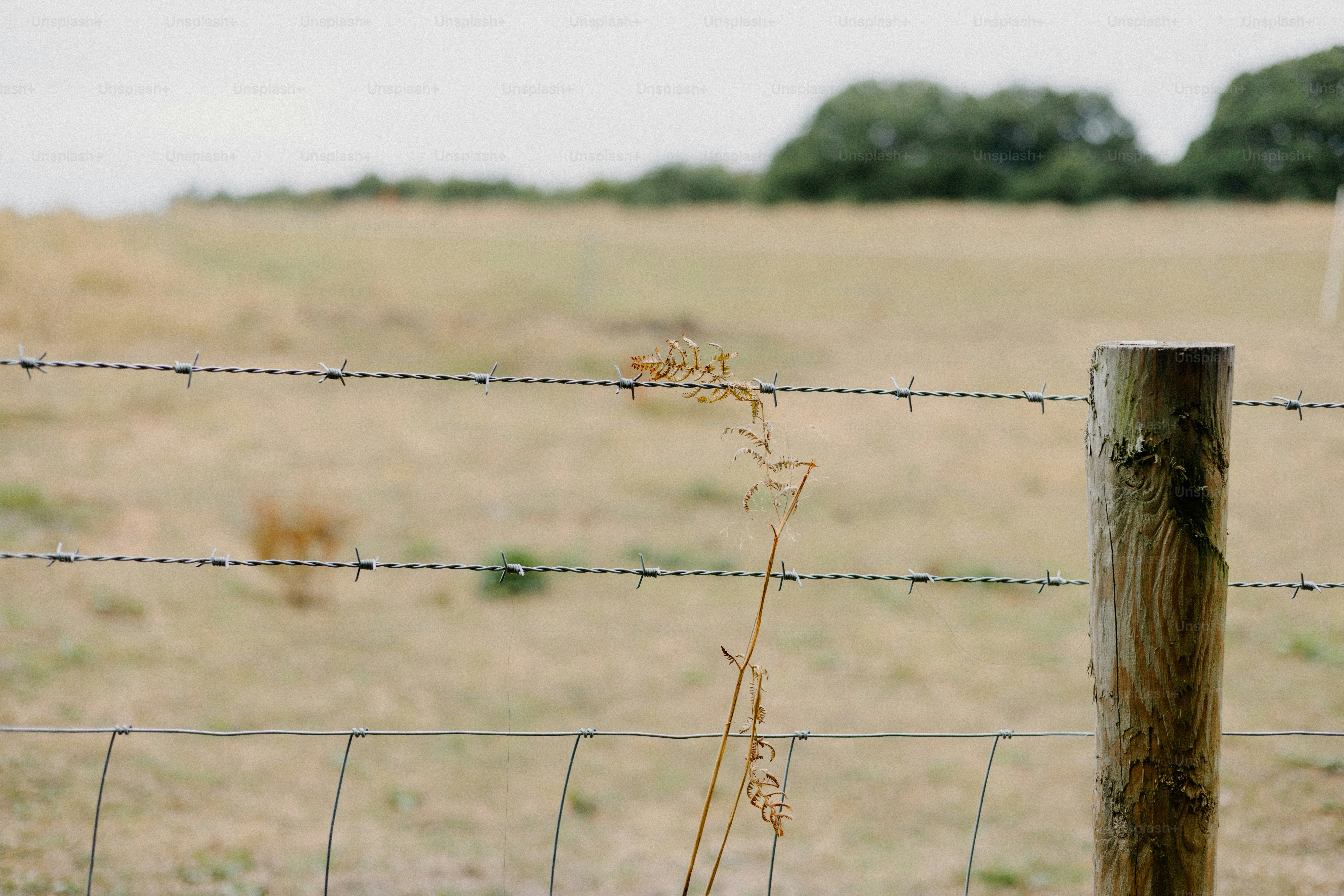 Barbed wire fence in a grassy field