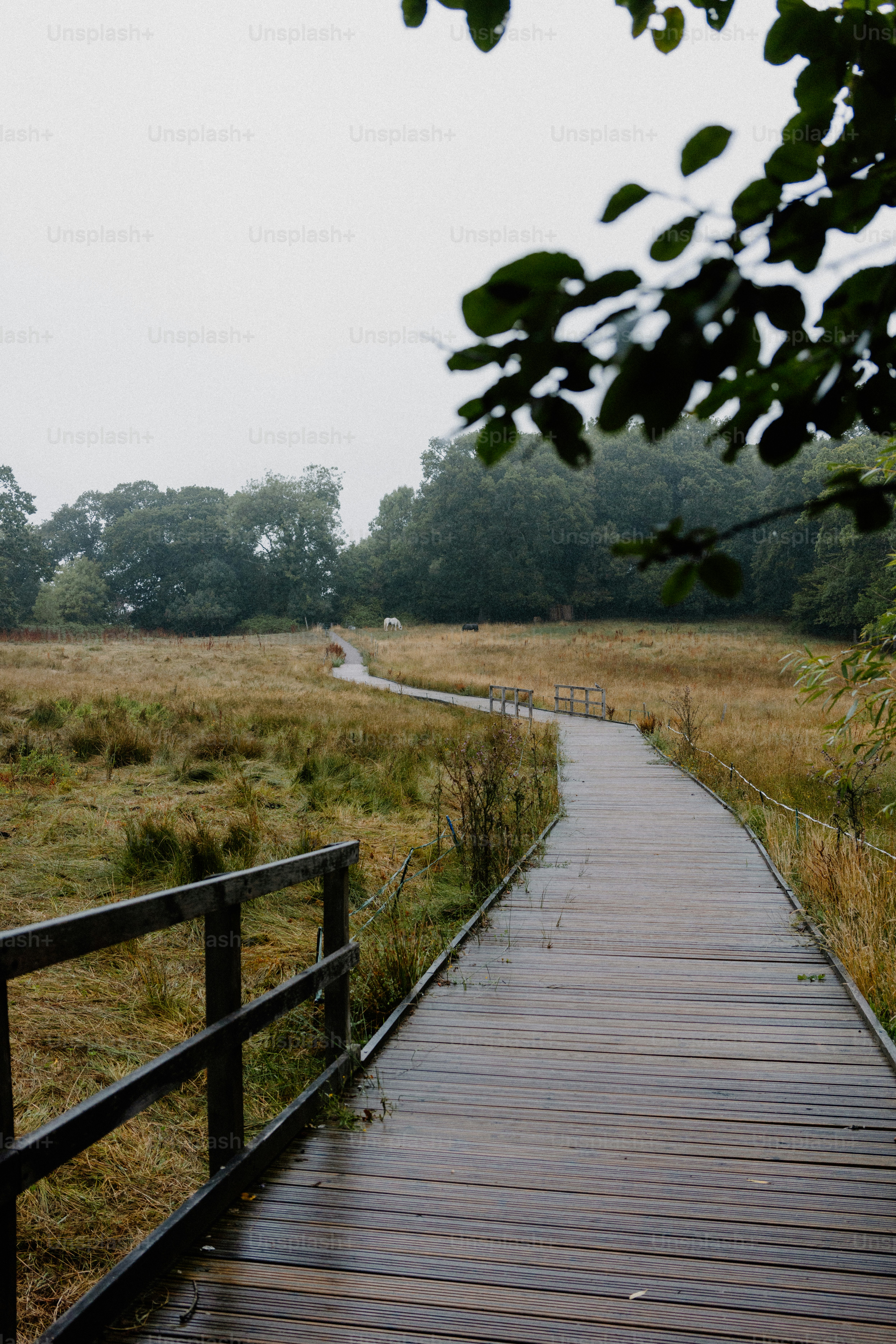 A wooden path winds through a misty meadow.