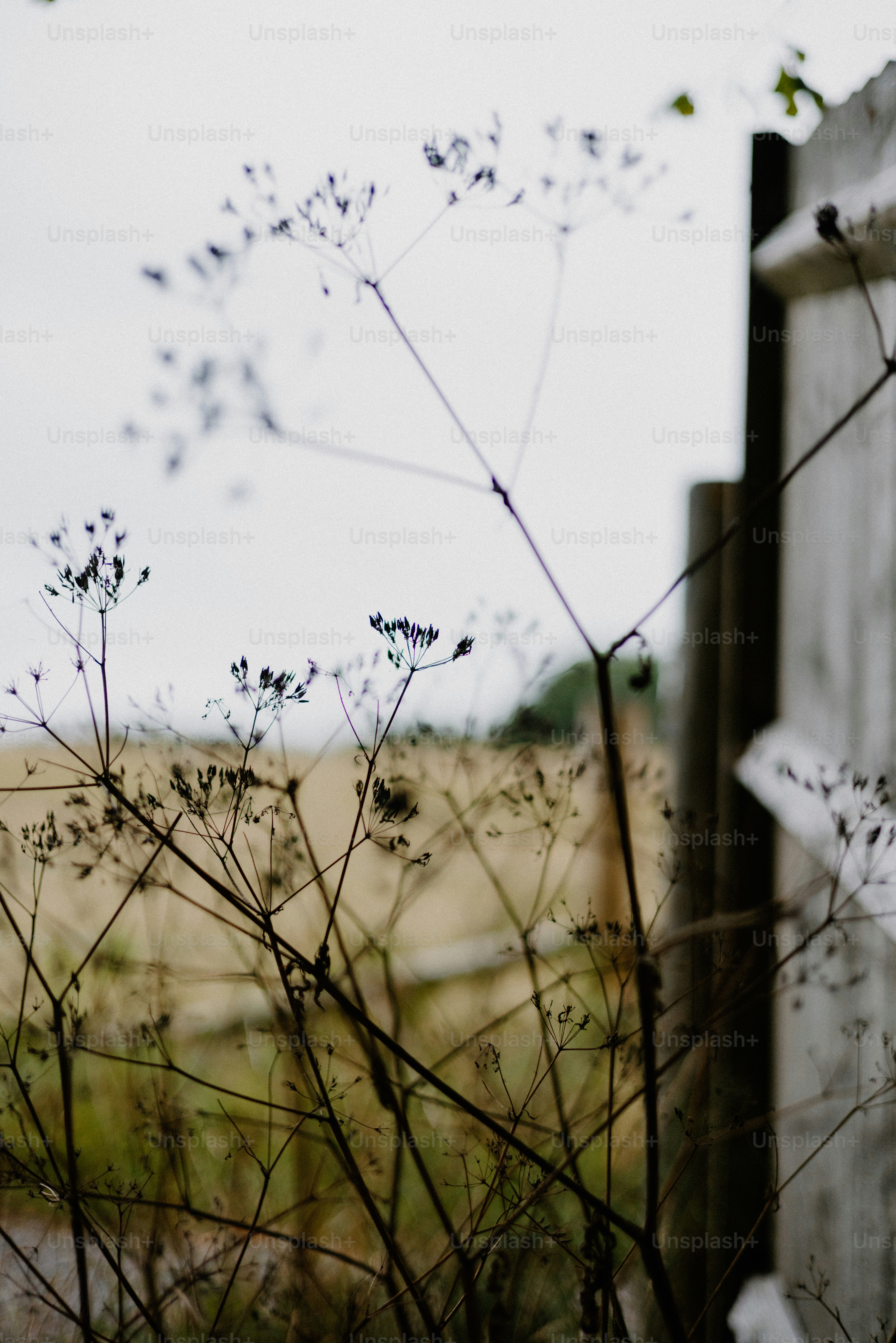 Wildflowers stand near a wooden fence.