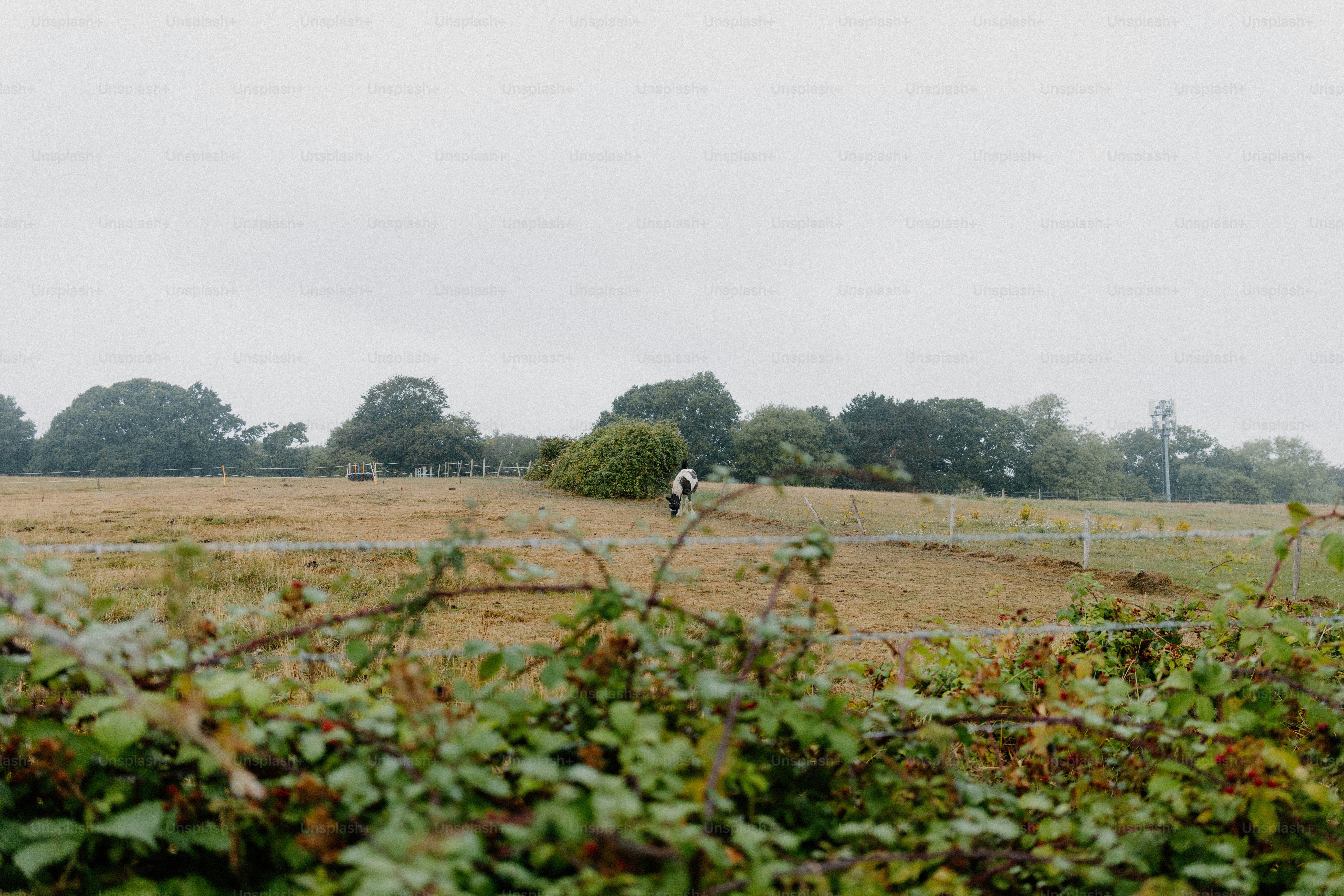 A horse stands in a vast, grassy field.
