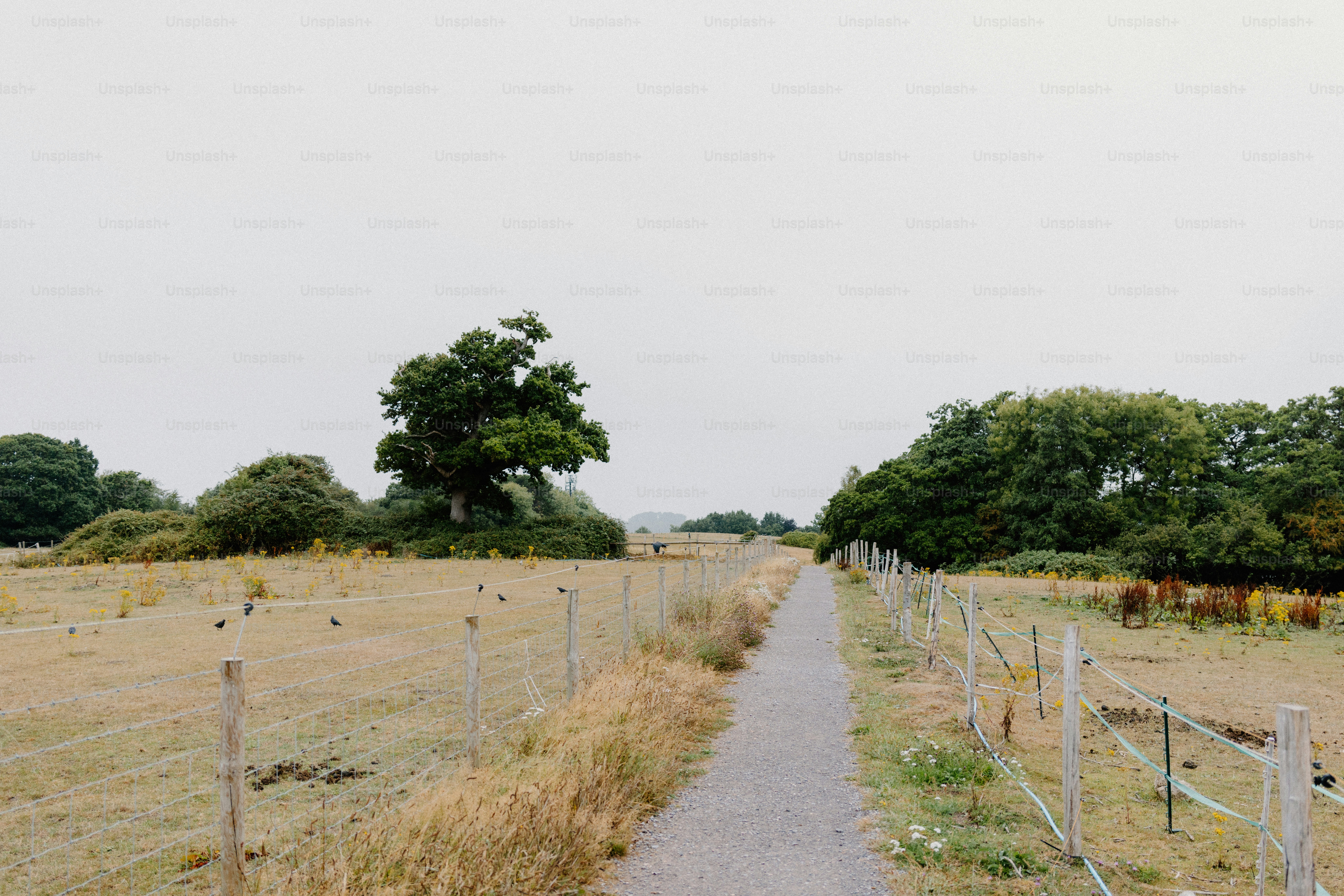 A pathway leads through a grassy field.