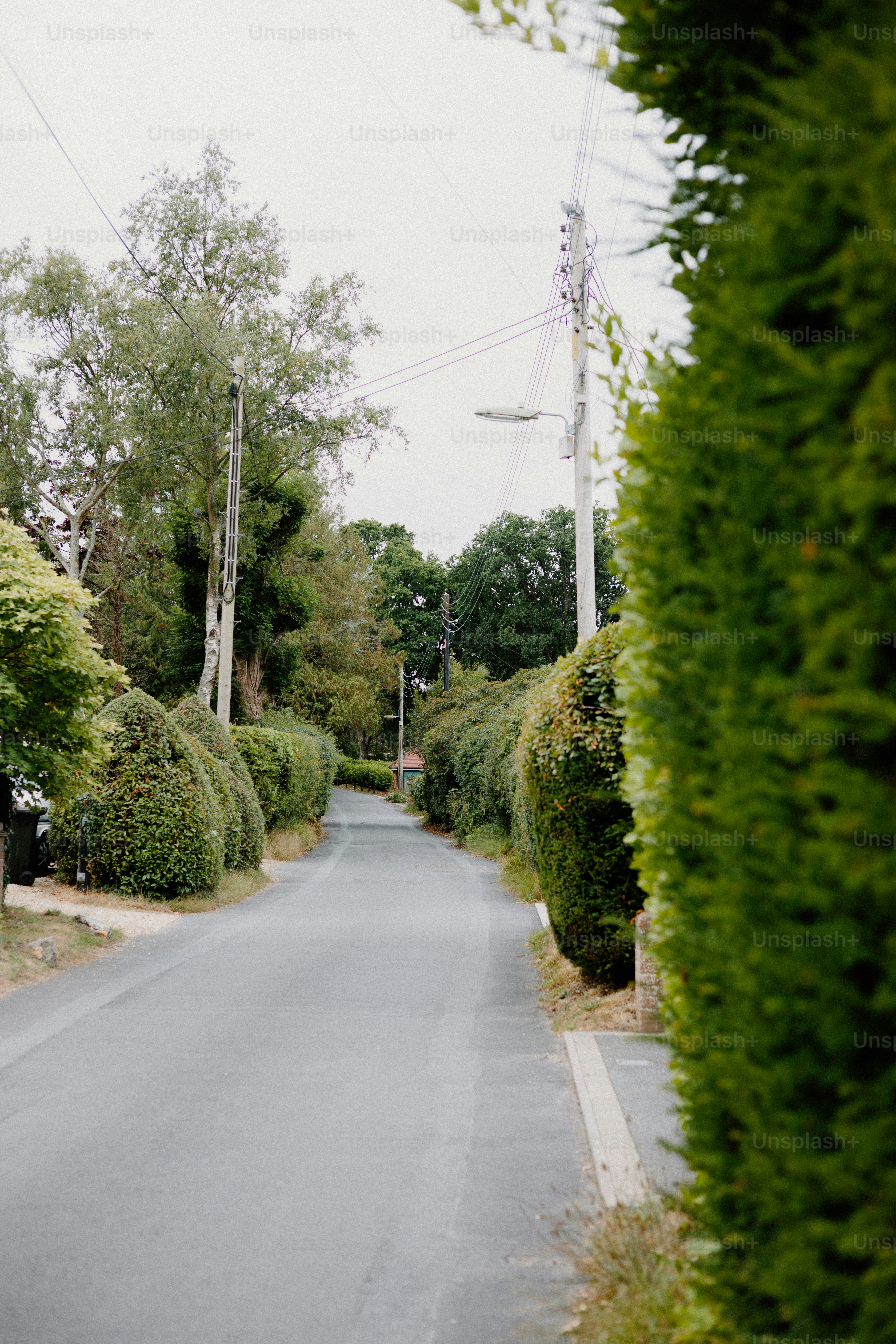 A road lined with hedges and greenery.