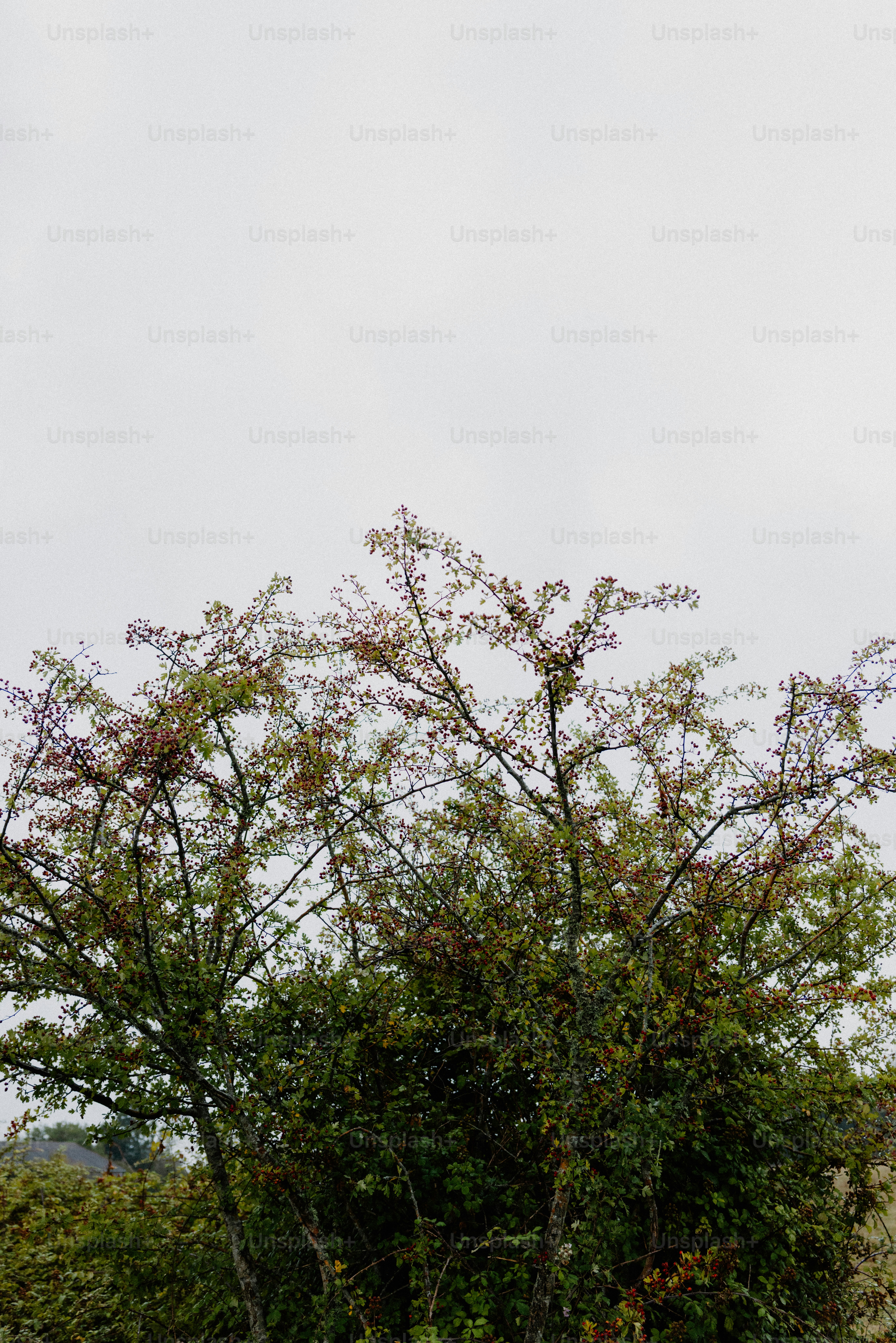 A tree with lush green leaves under a cloudy sky.