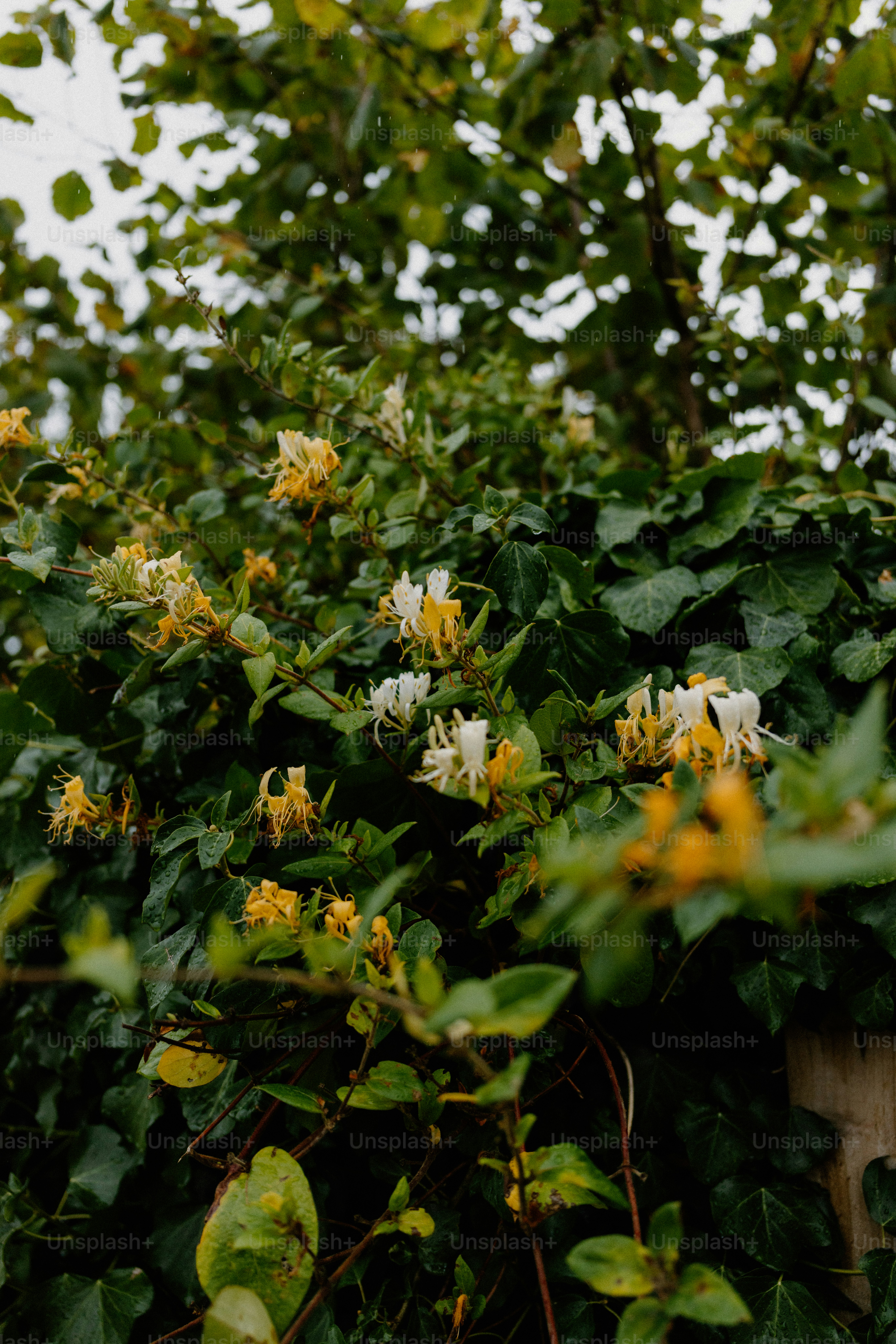 Honeysuckle mekar dengan ivy hijau