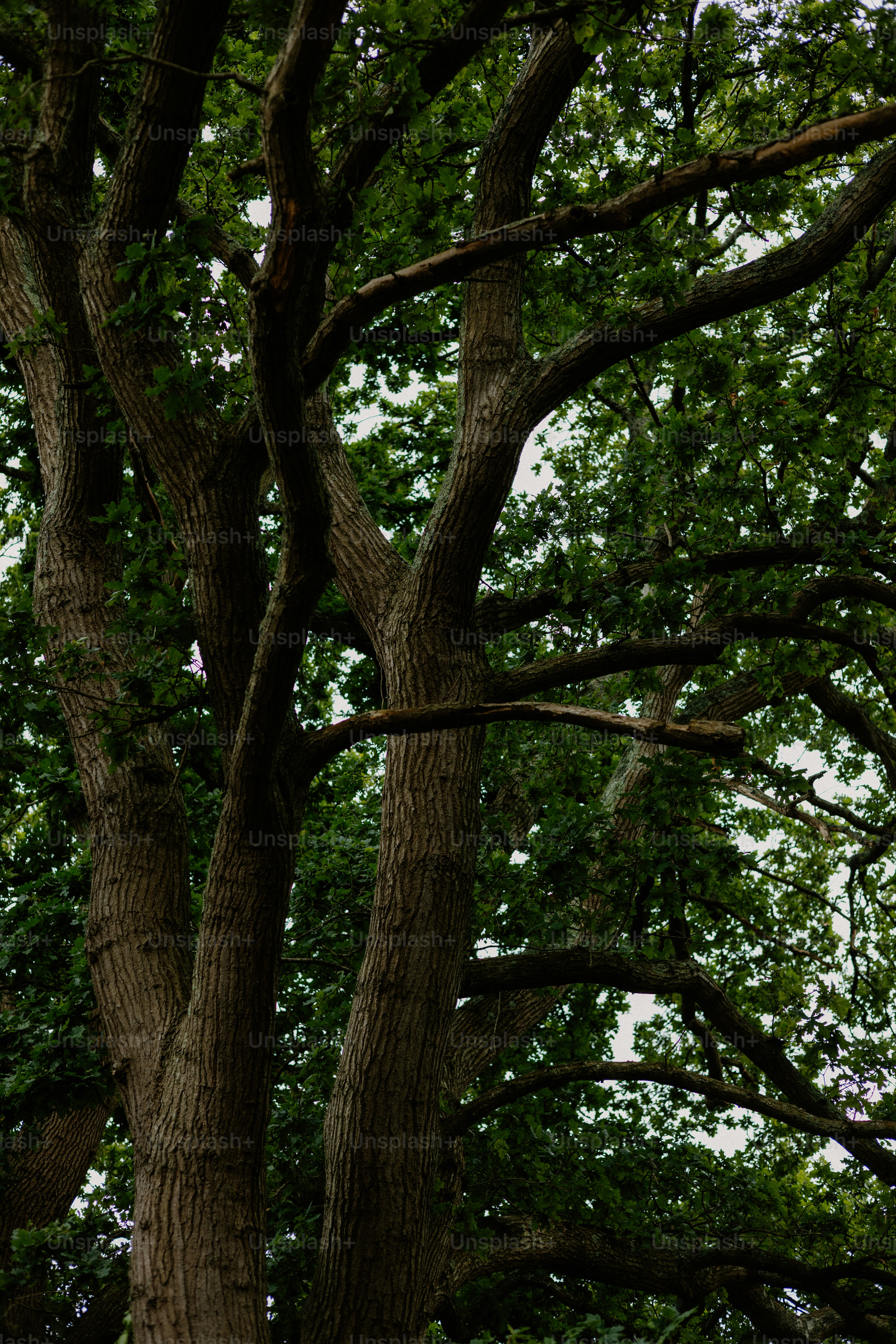A tall tree reaches upwards towards the sky.