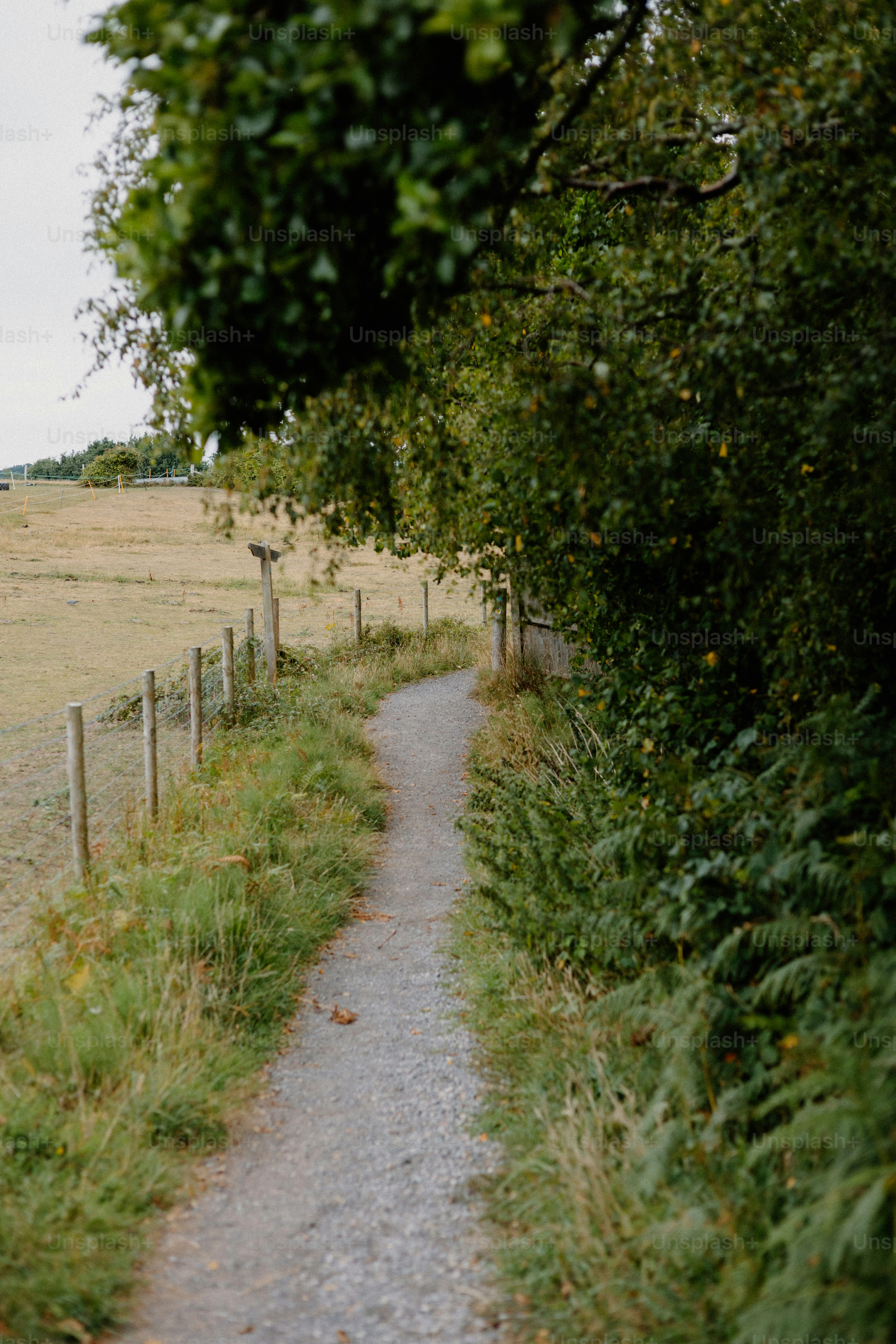 Jalan setapak berkelok-kelok mengarah melalui area hijau berumput.