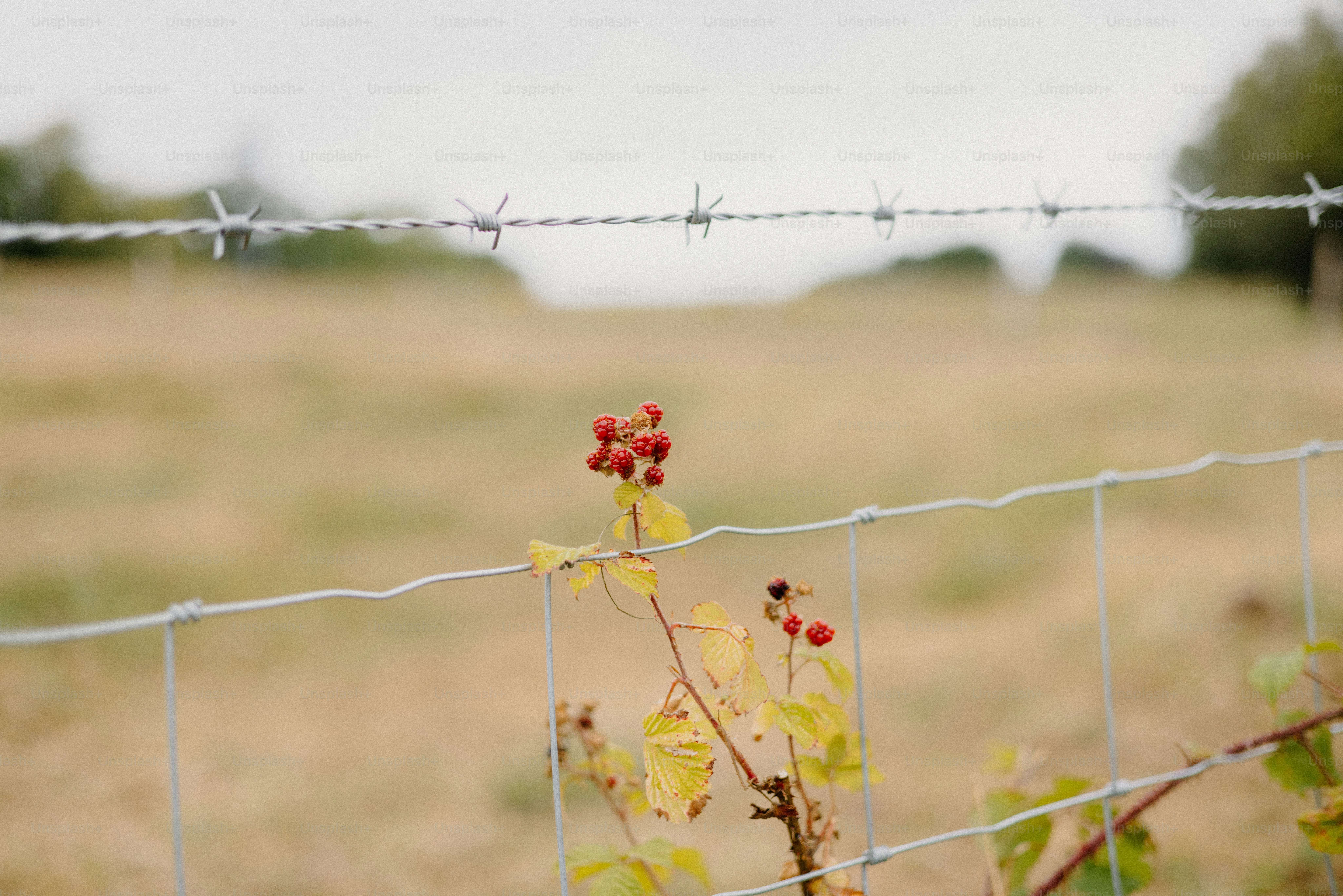 Stacheldrahtzaun mit Beeren auf einem Feld.