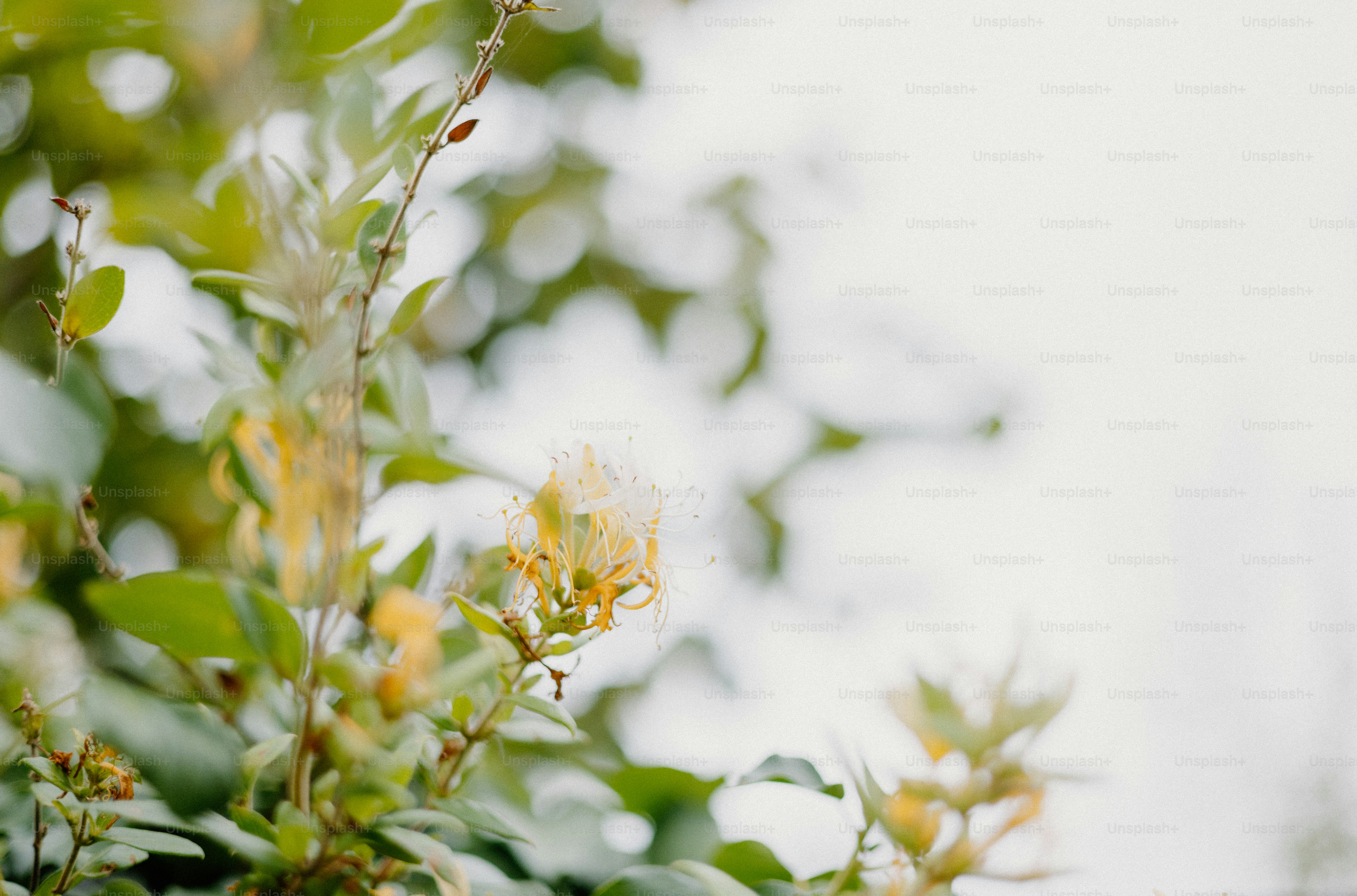 Des fleurs jaunes s’épanouissent parmi les feuilles vertes