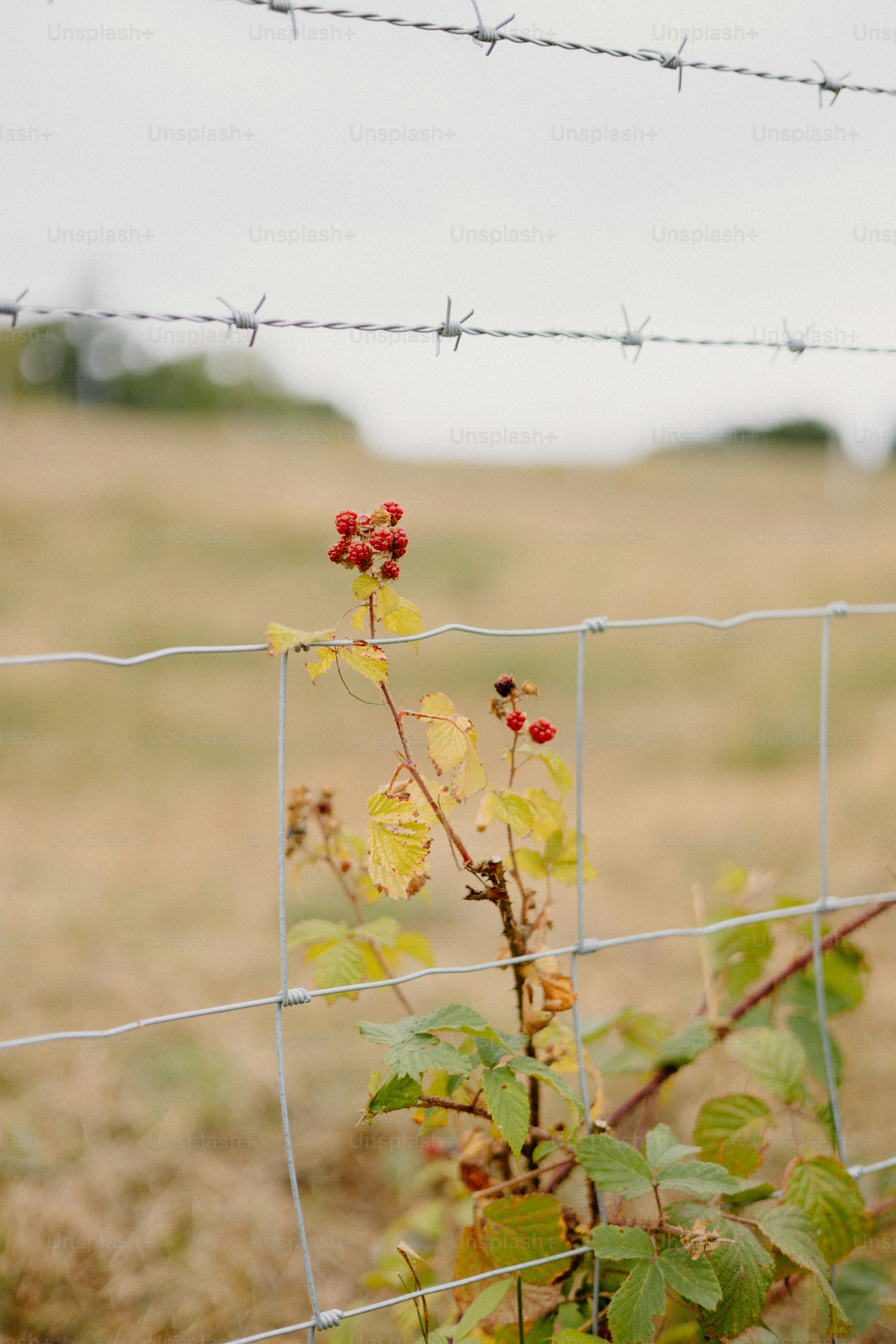 A fence stands in a field of tall grass. photo – Countryside Image on ...
