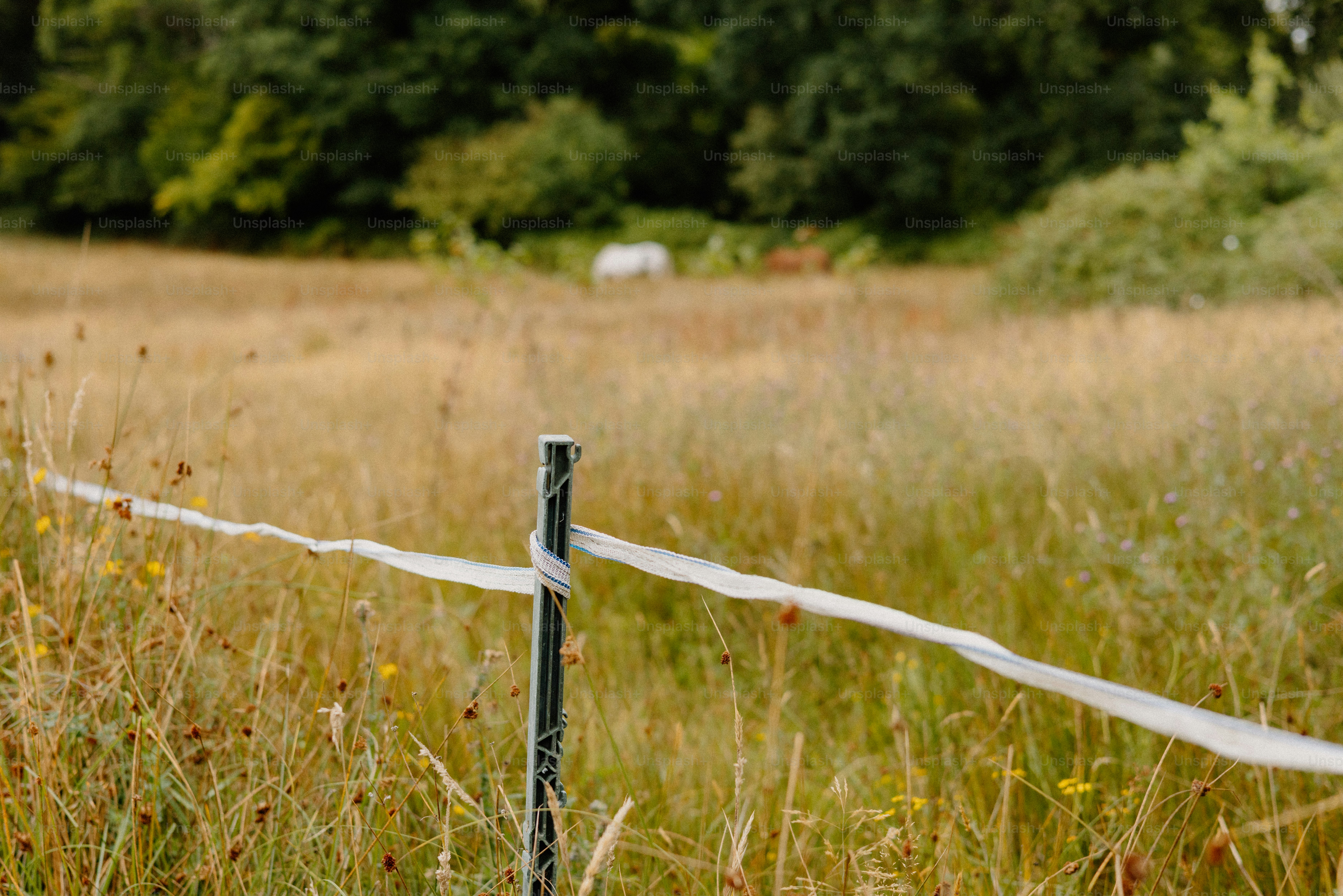 A fence stands in a field of tall grass.