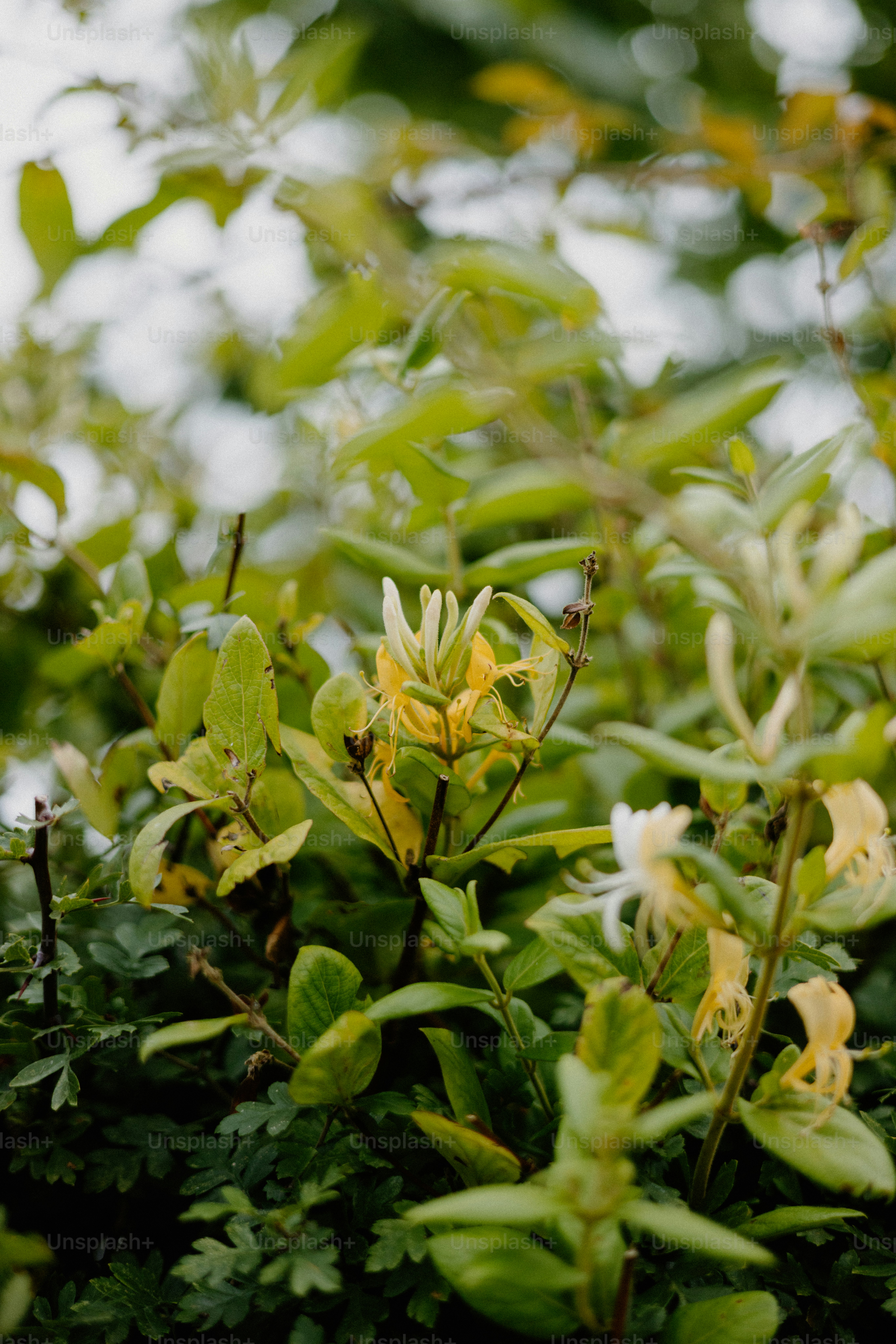 Las flores amarillas y blancas florecen en un arbusto verde