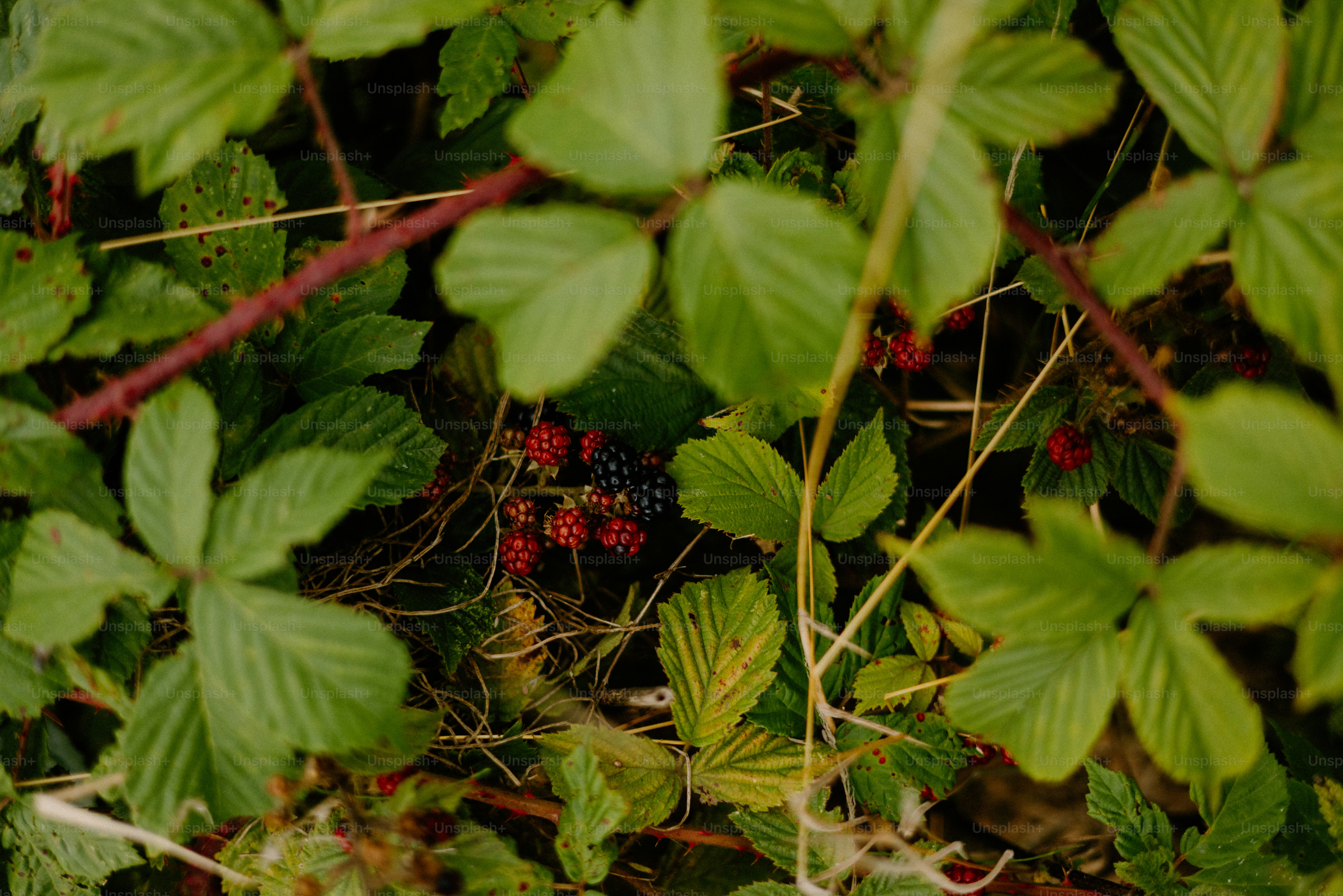 Las moras y las hojas se muestran en primer plano.