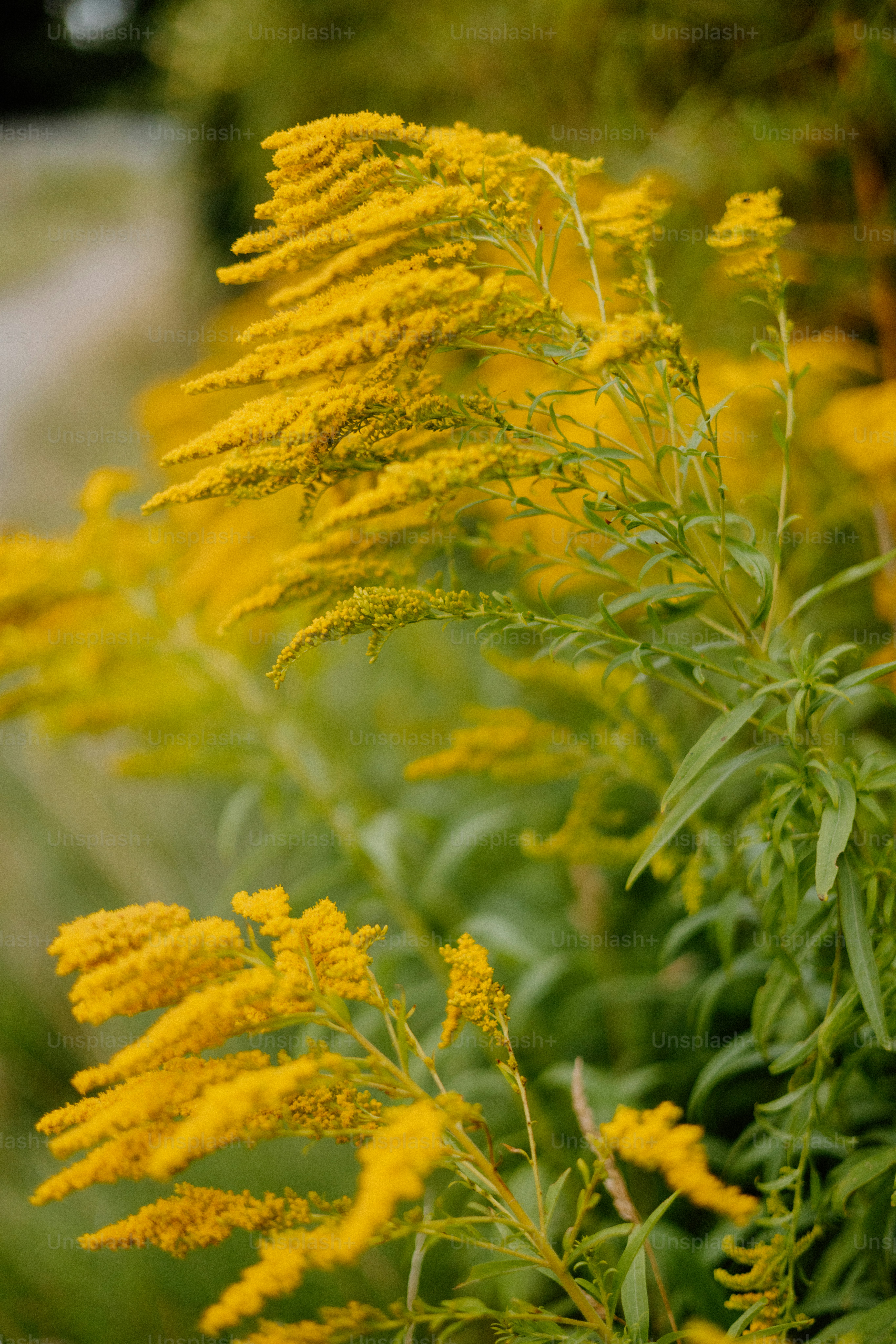 Bunga Goldenrod bergoyang tertiup angin