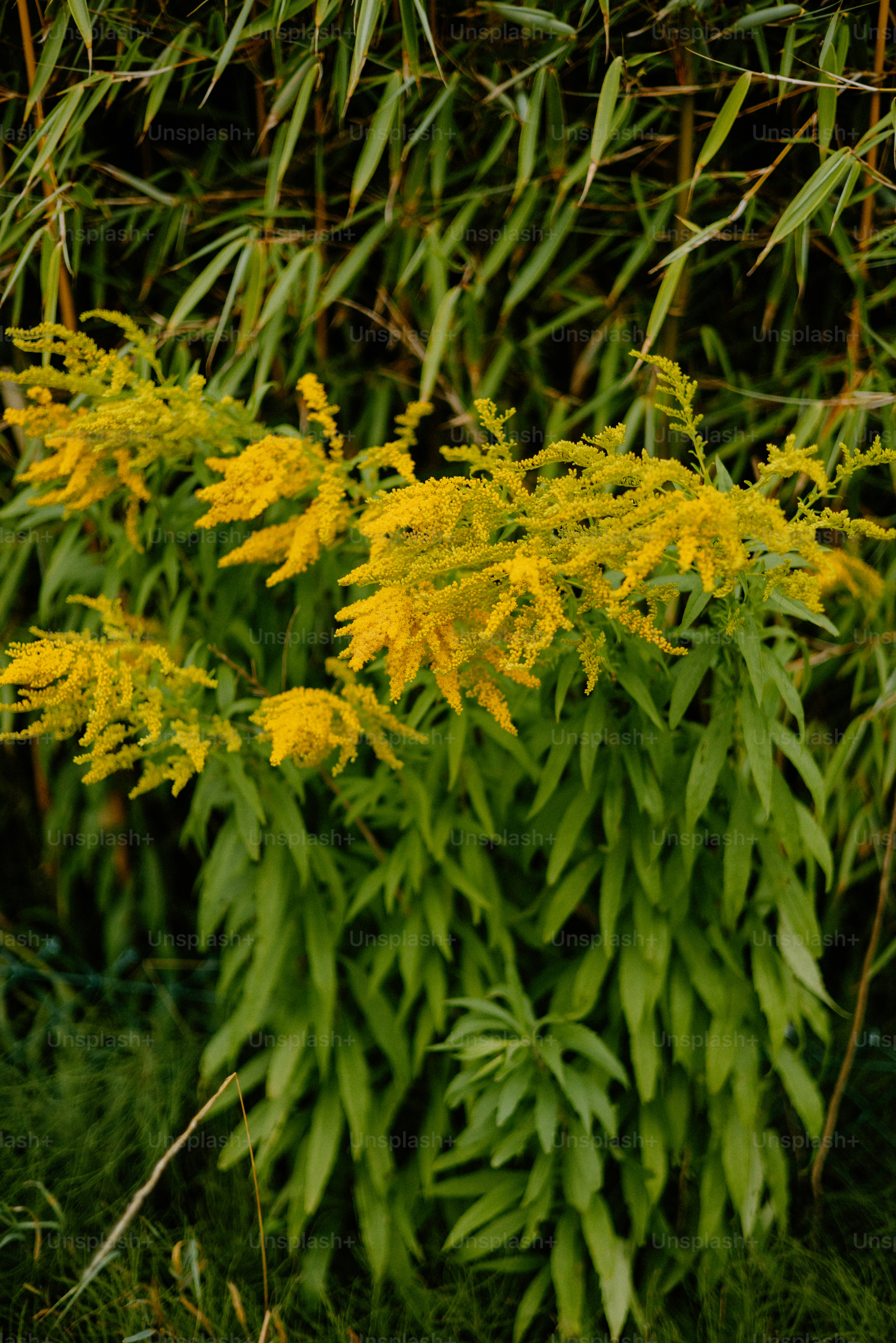 bambus auf türkisch Bambus 'Aureosulcata Spectabilis' - Phyllostachys aureosulcata spectabilis main image 1