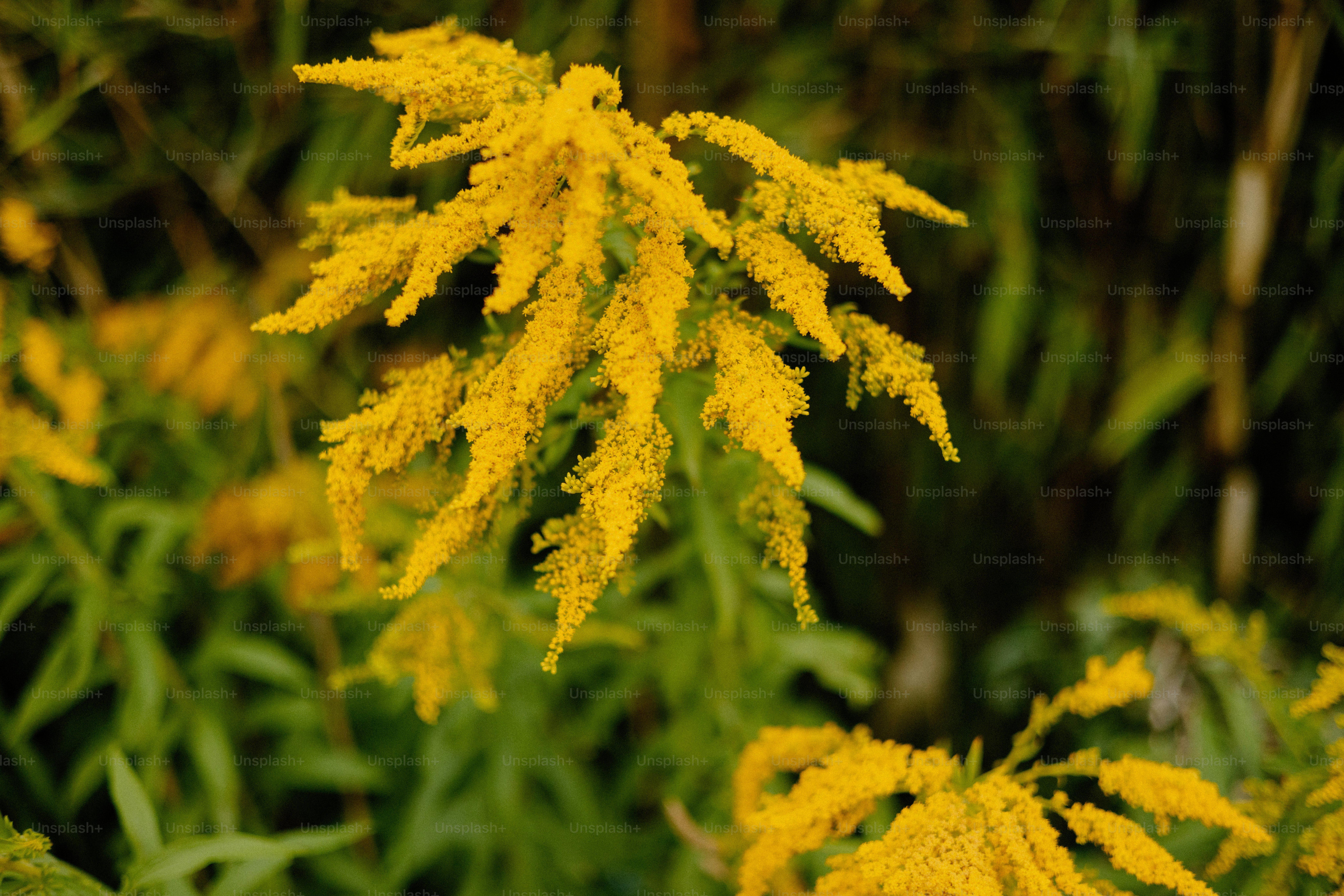 Bright yellow goldenrod blooms in the garden.