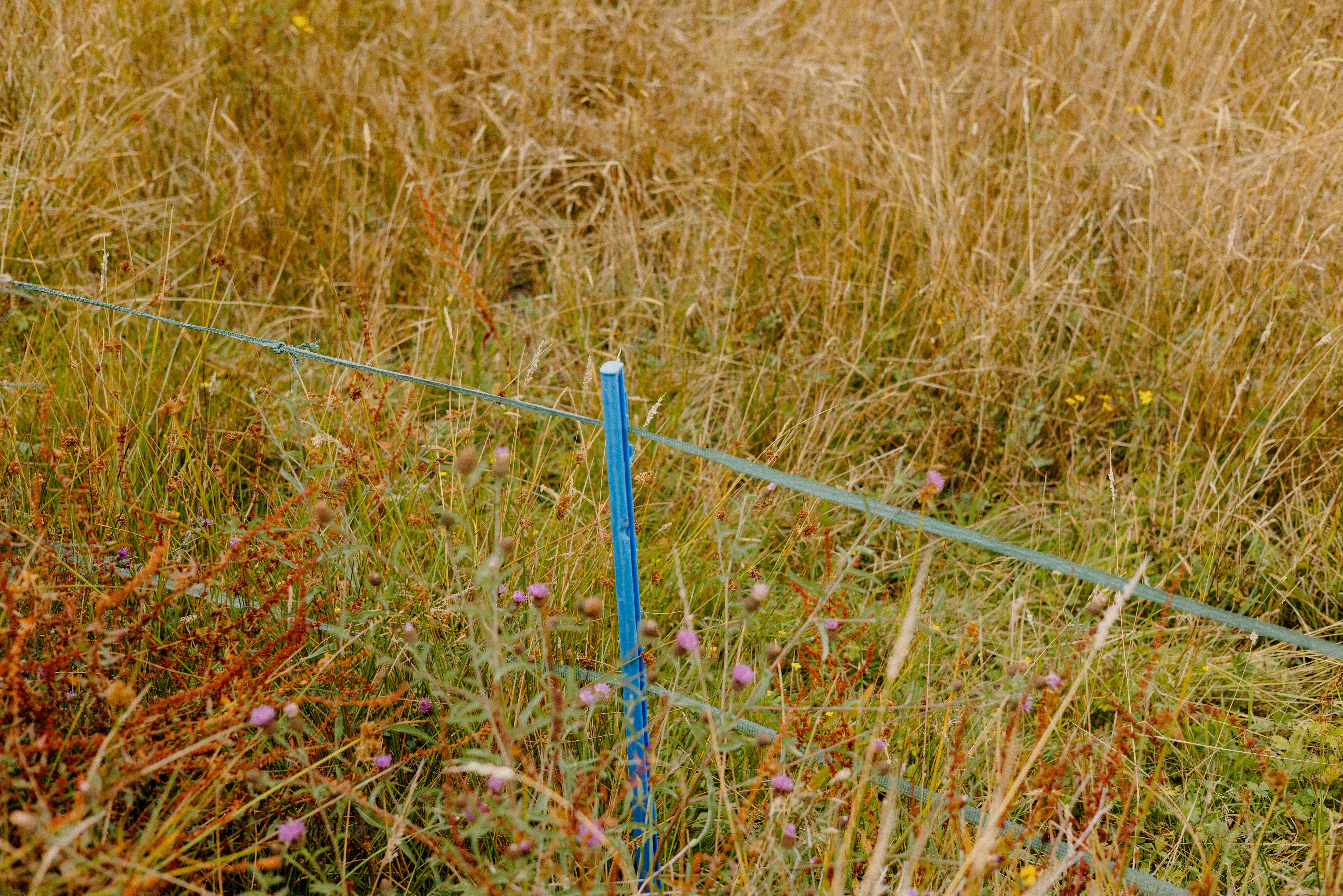 A fence stands in a field of tall grass. photo – Countryside Image on ...