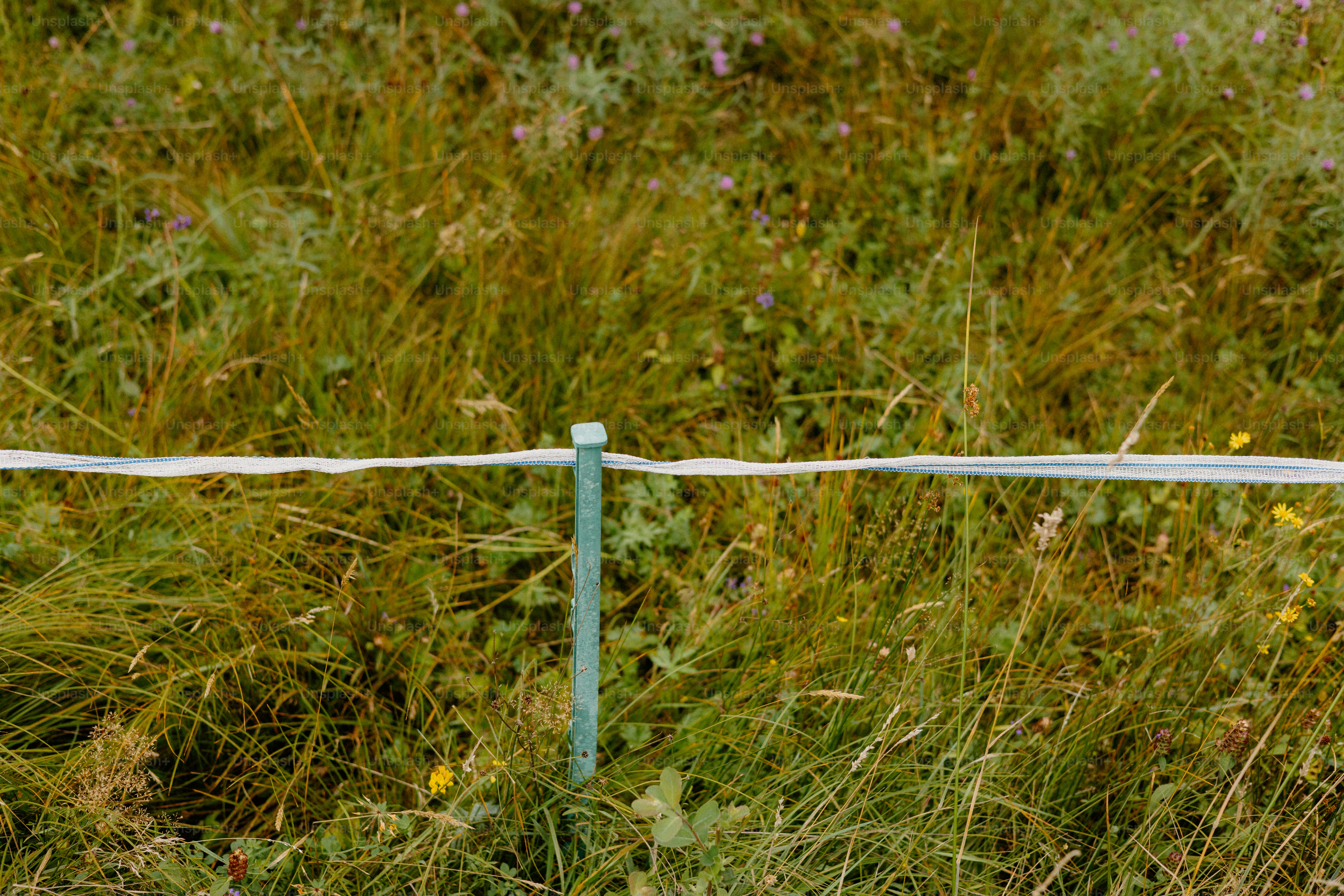 A fence cuts across a field of tall grass.