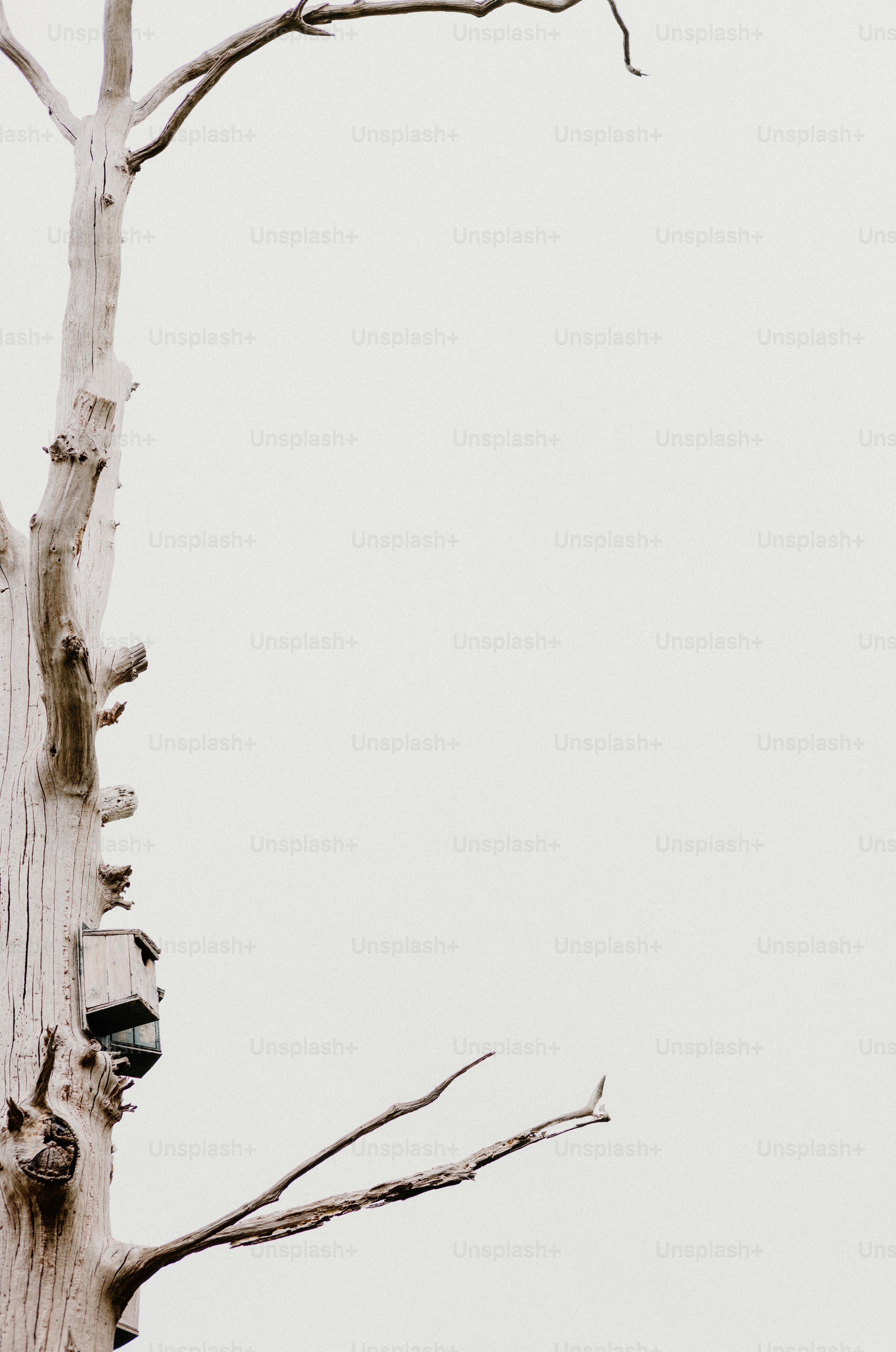 Un nichoir est suspendu à un arbre mort.