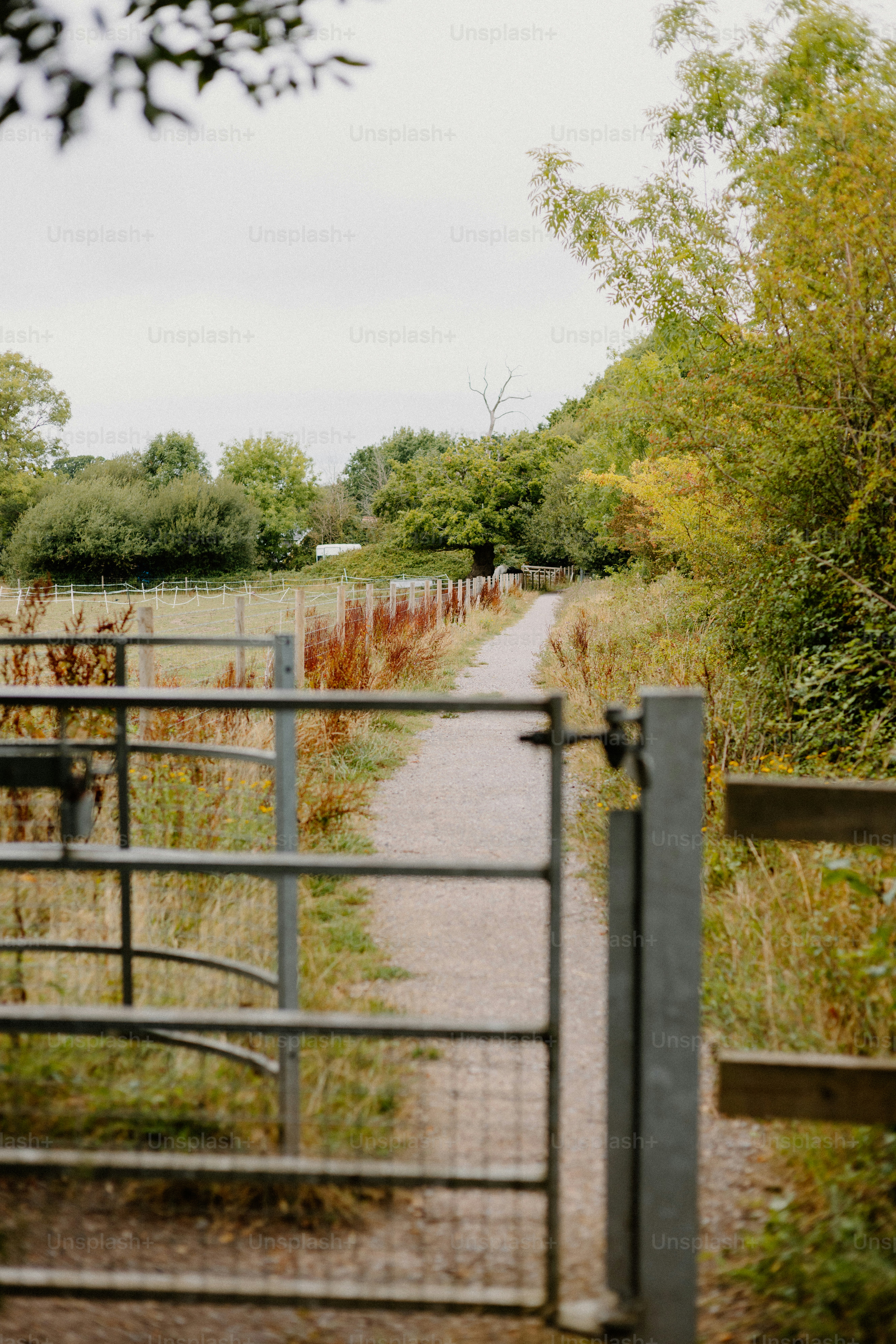 A path through nature with an open gate. photo – Agriculture Image on ...