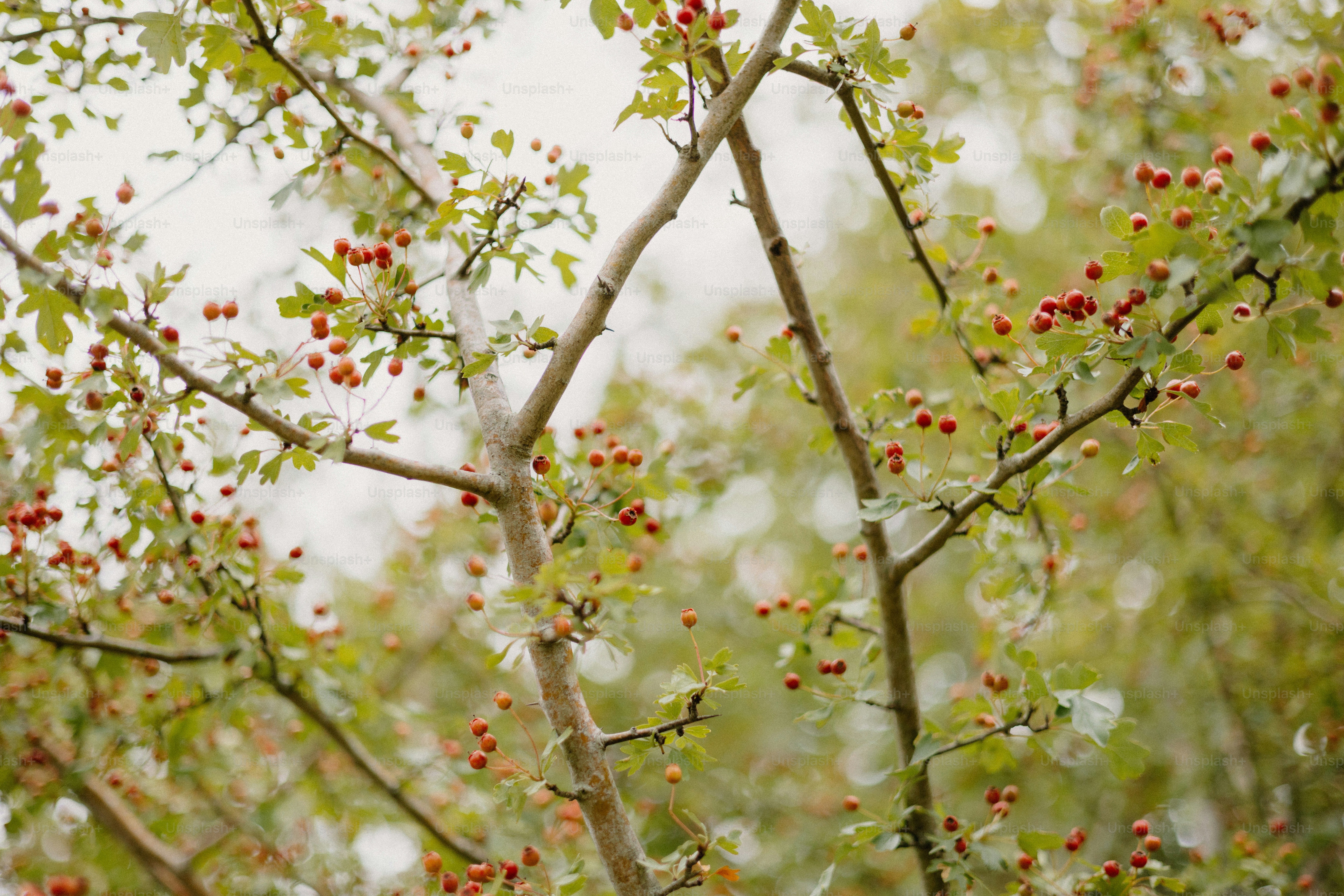Ramas con frutos rojos y hojas verdes. foto – Imagen de Textura en Unsplash, image size:3000x2001