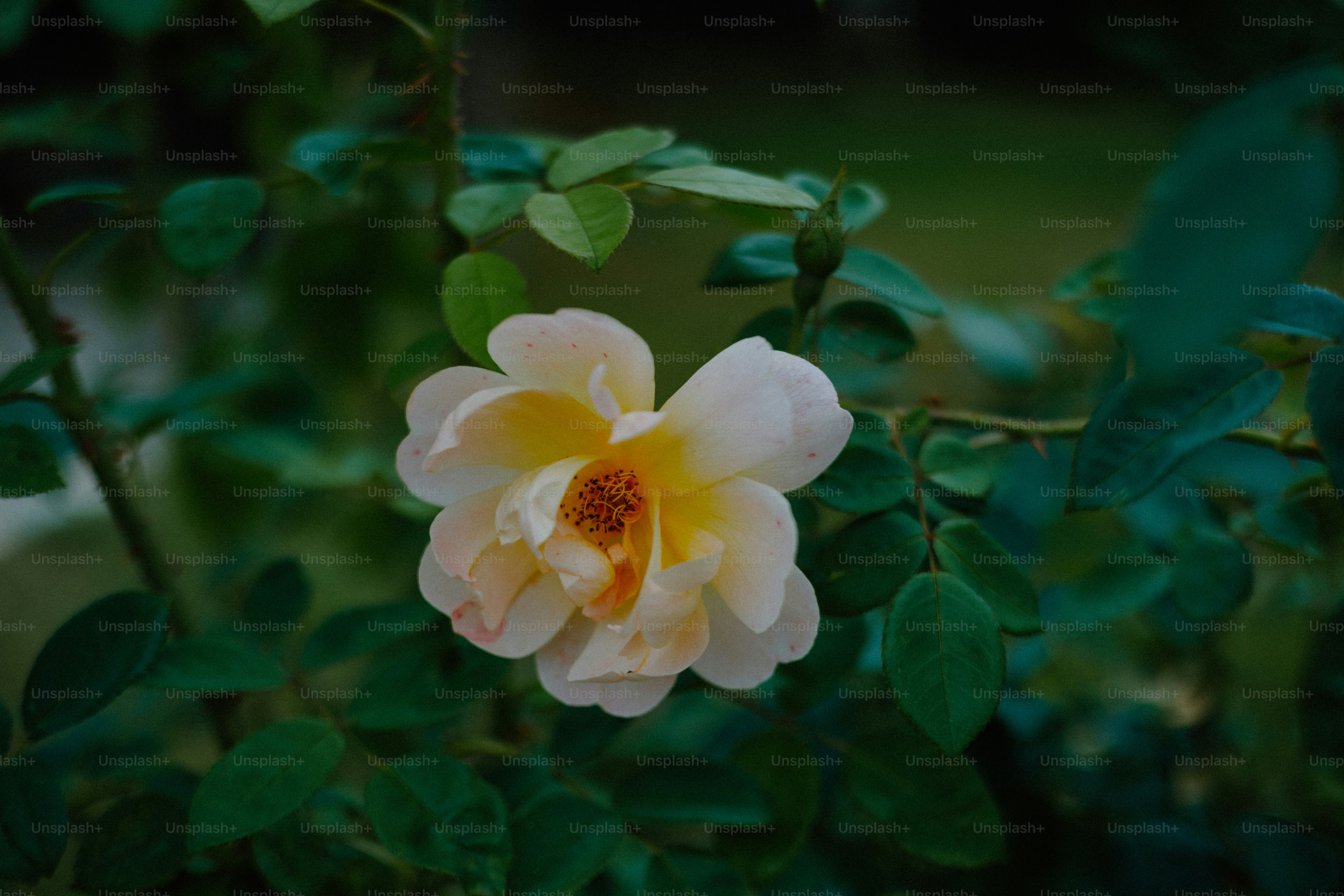 A beautiful, delicate flower blooms among green leaves.