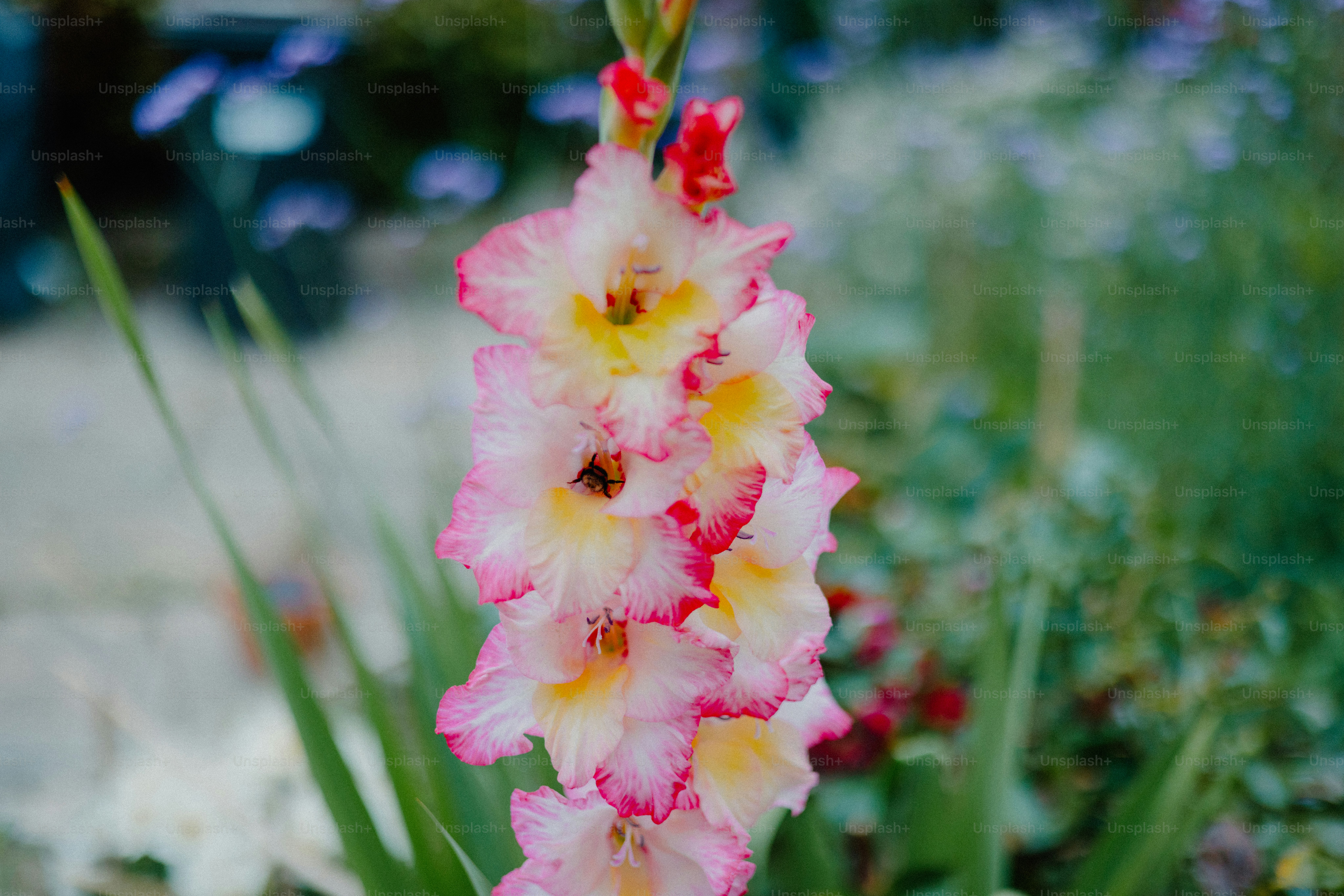 A pink and yellow gladiolus flower blooms.