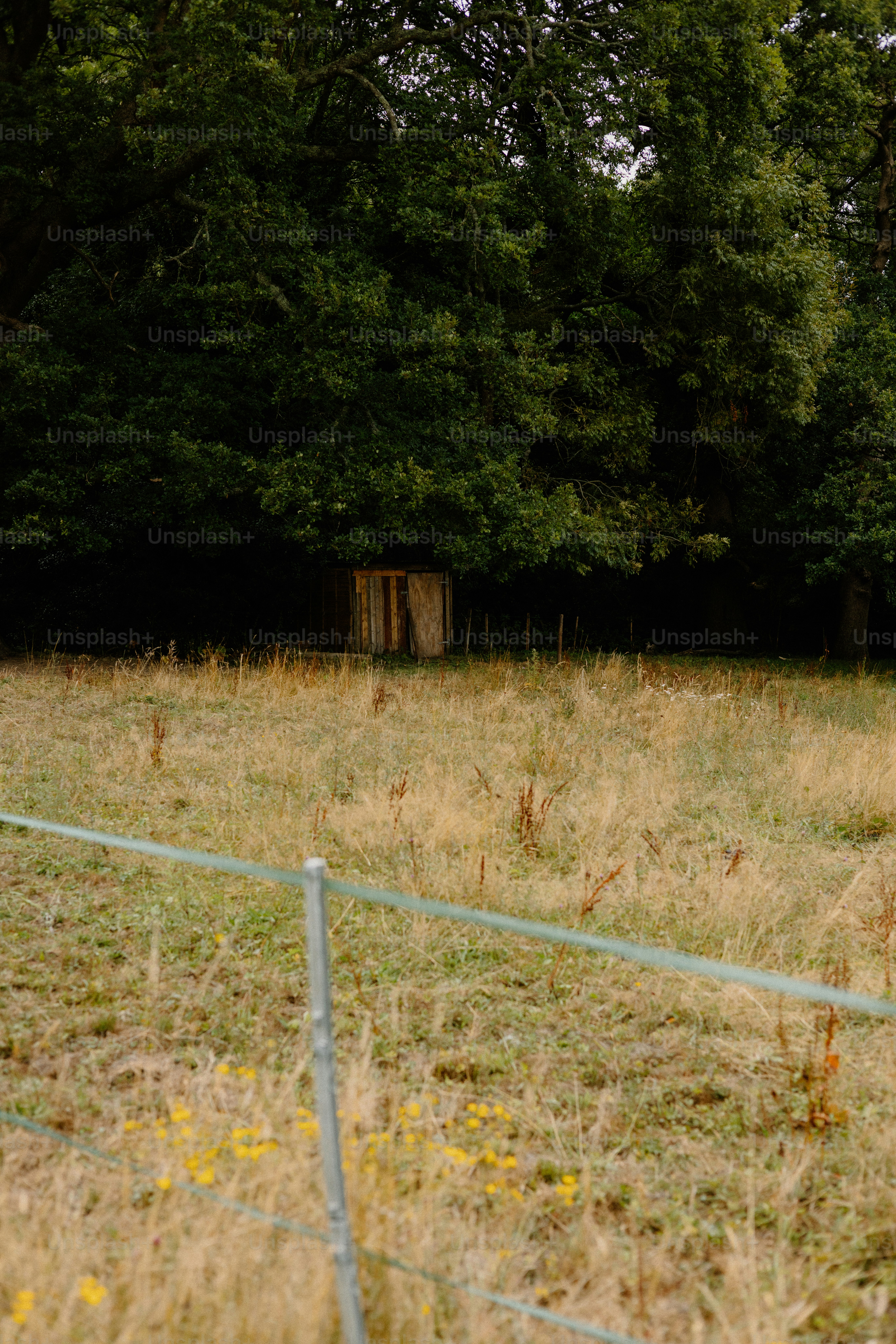 A shed sits in a field near forest.
