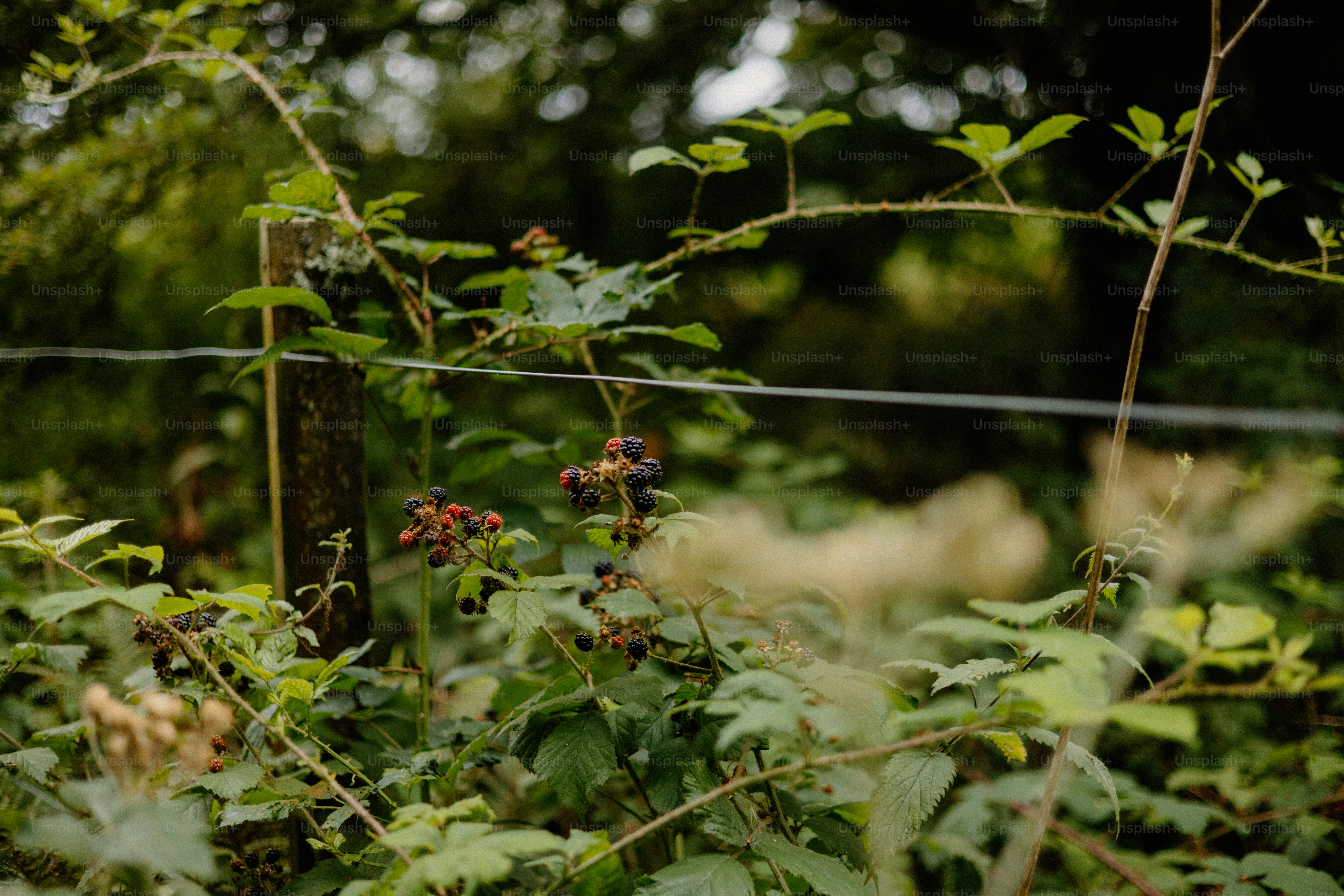 Blackberries grow on vines near a fence.
