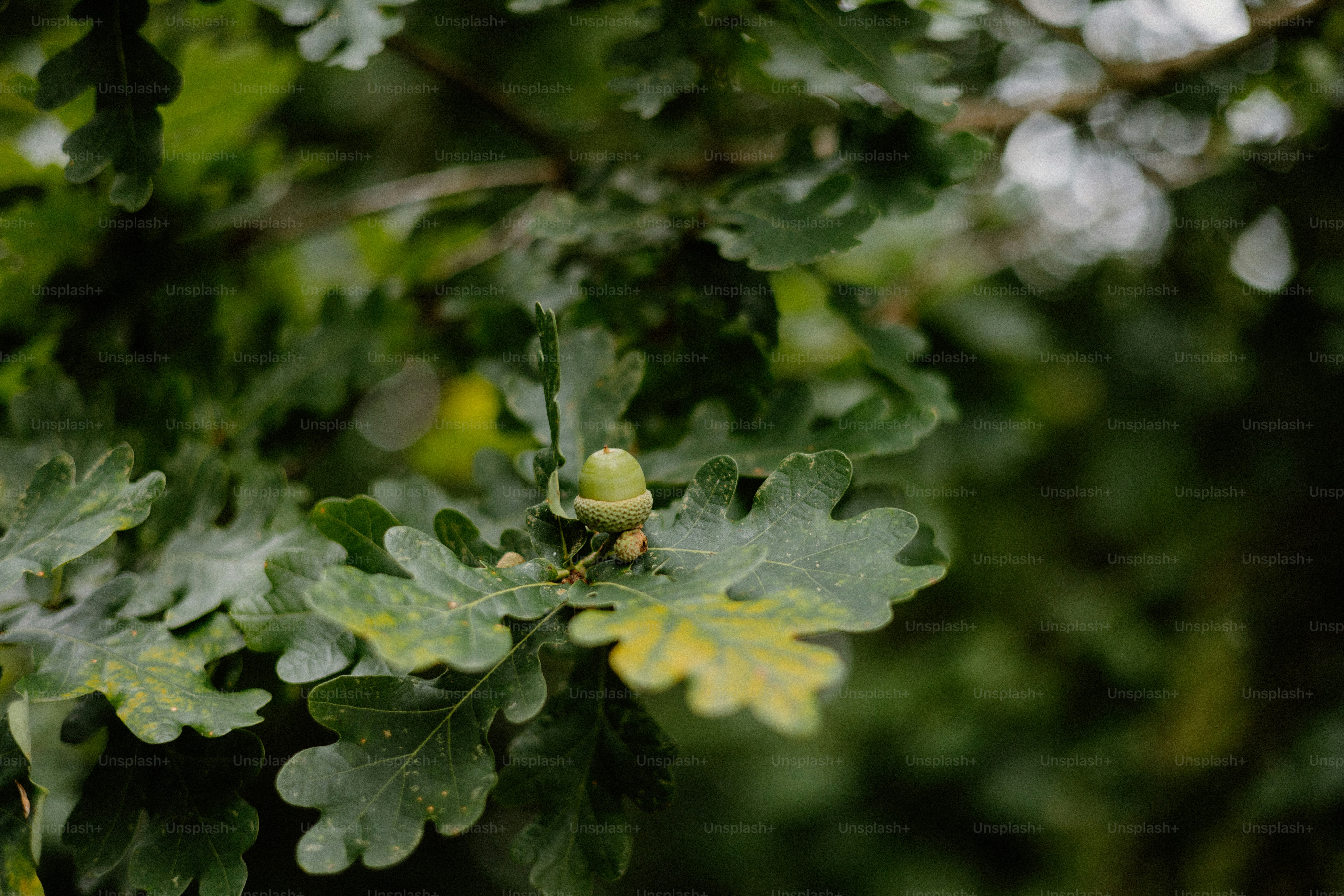 Oak leaves and an acorn are visible.