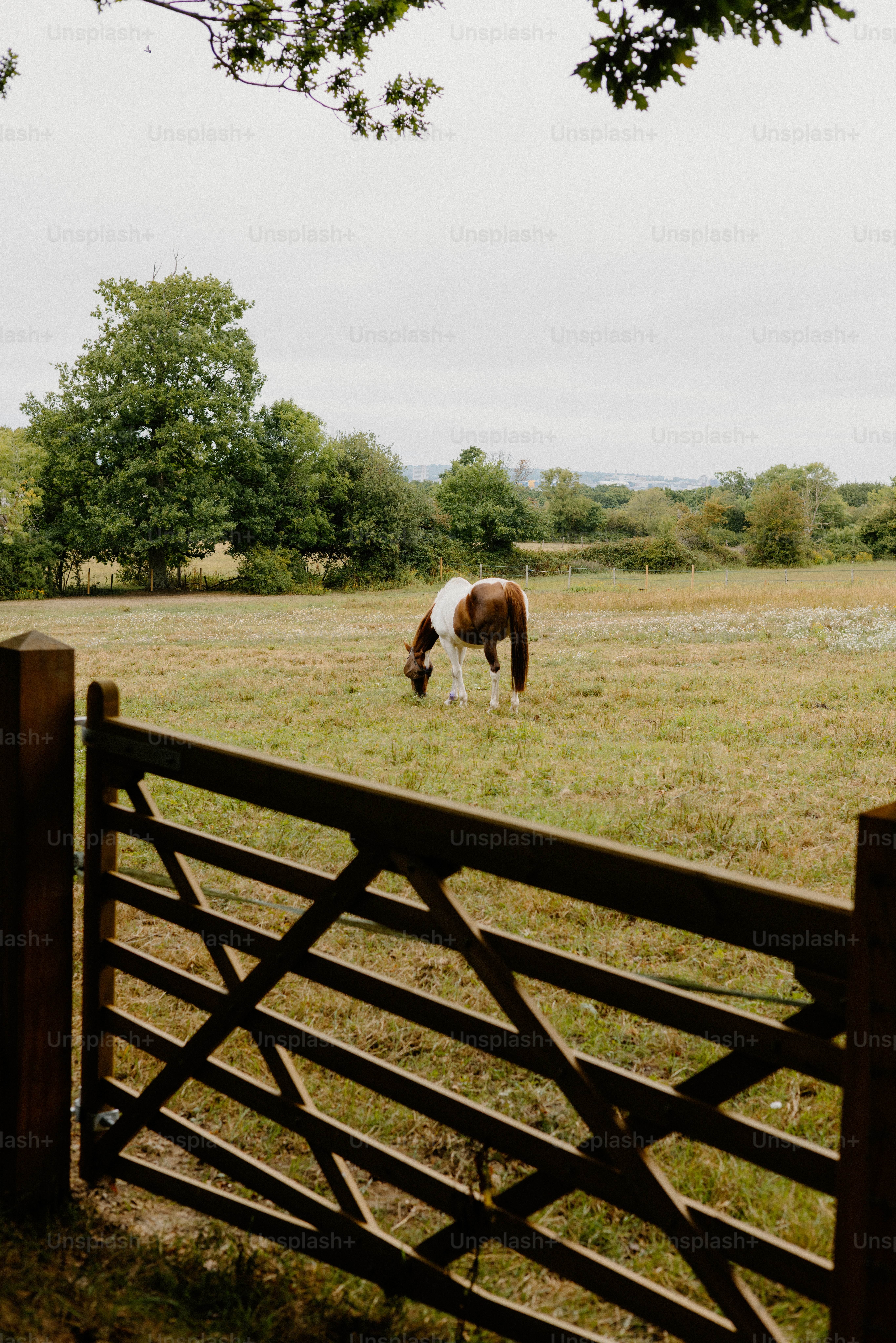 A horse grazes in a field, behind a gate.